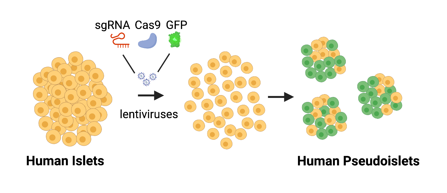 CRISPR/Cas9 in human islets