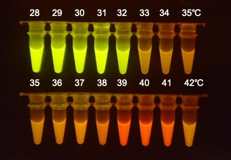 E. coli harboring T-switch on different temperature