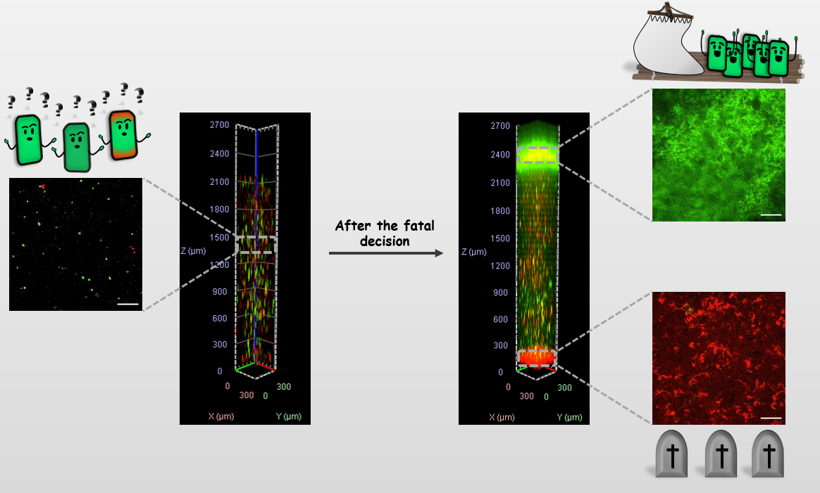 Bacterial decision to float or not to float can end with a fatal consequence. Bacterial decision to float or not to float can end with a fatal consequence.