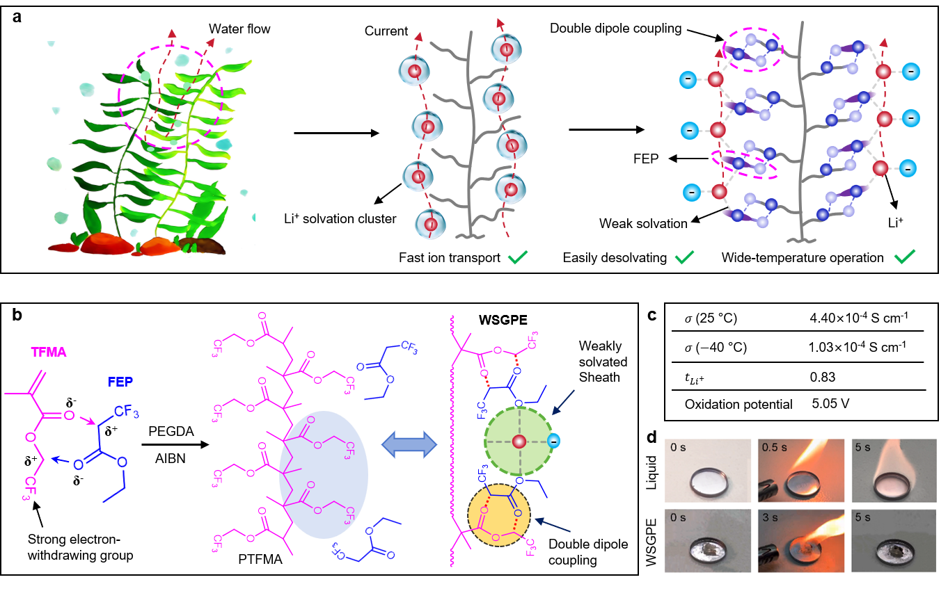 Material design, fabrication, and properties of bioinspired WSGPE. (a) Bioinspired WSGPE. (b) Structures and fabrication method of WSGPE. (c) Electrochemical properties of WSGPE. (d) Flame-retardant performance of WSGPE. 