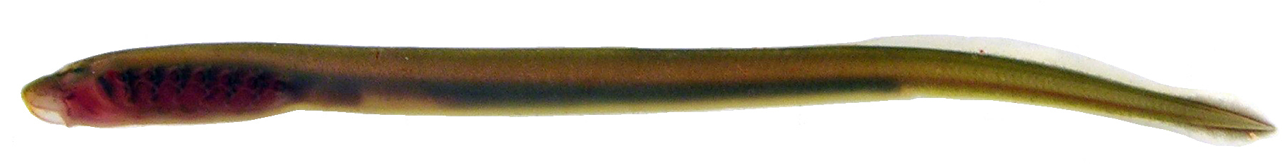 Ammocoete larva of a Pacific lamprey Entosphenus tridentatus (Photograph: Gregory Kovalchuk).