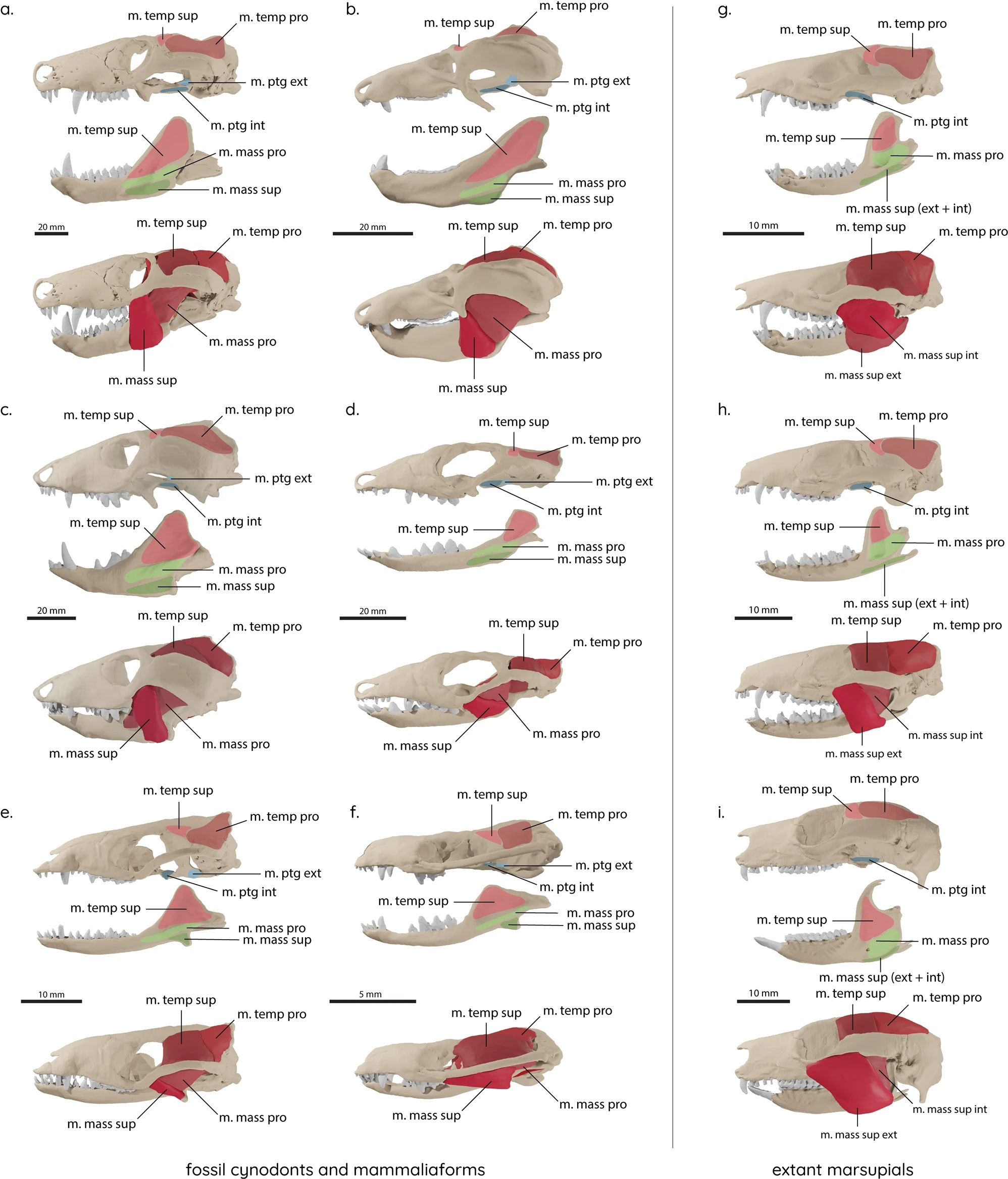 Digitally reconstructed cynodont and mammaliaform skulls with suggested musculature.