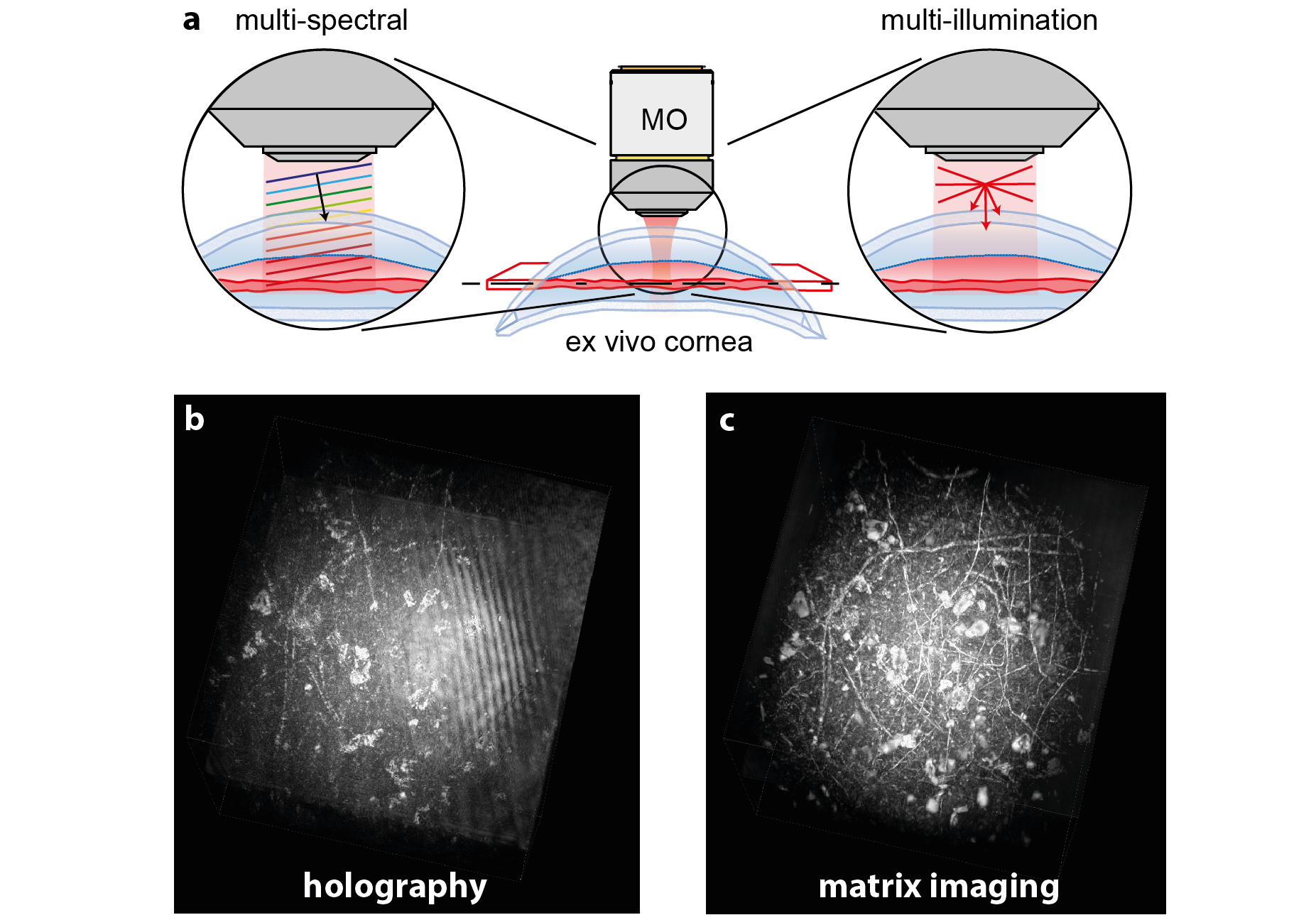 Proof of concept of the matrix microscope on an opaque cornea.
