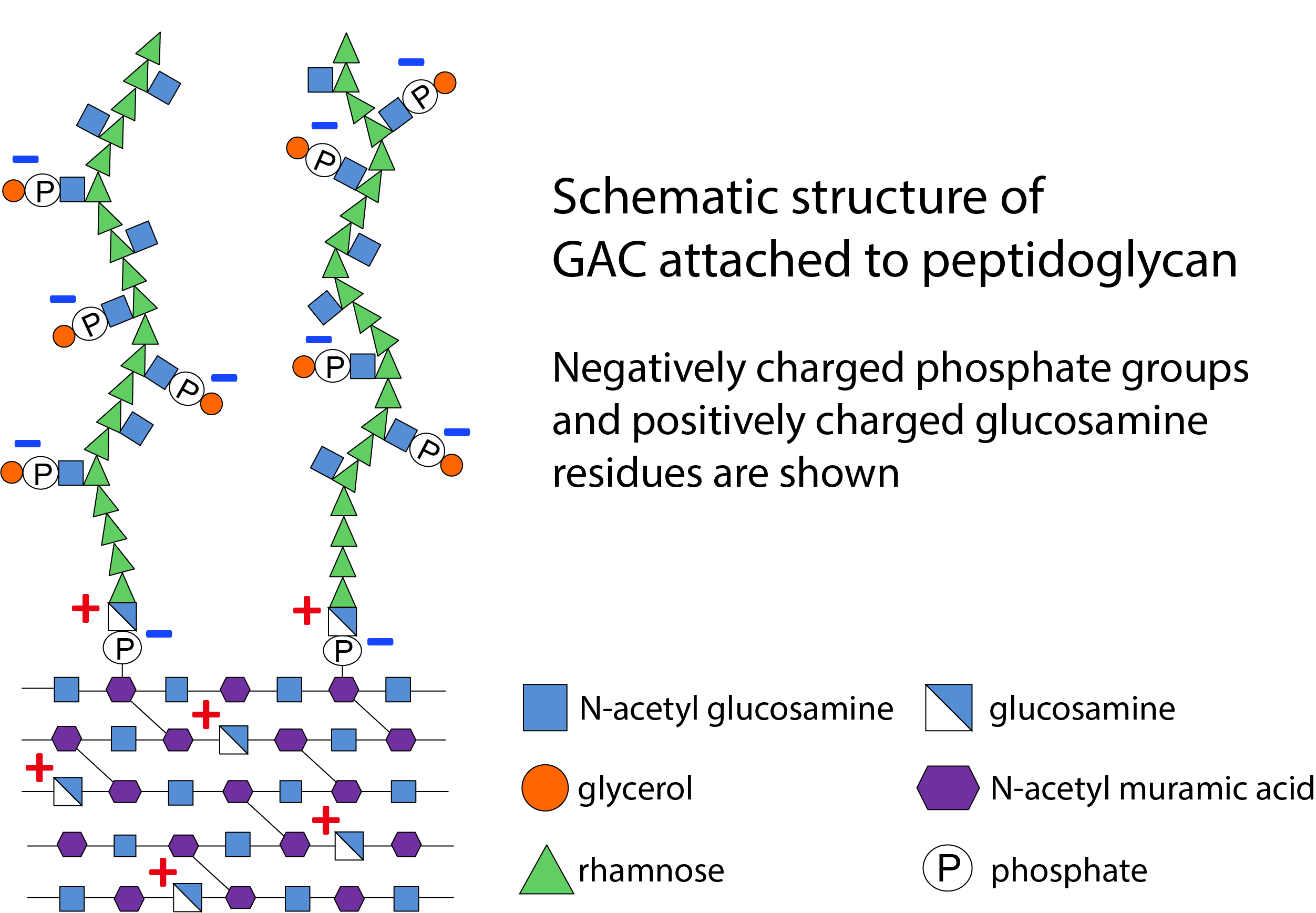 GAC attached to peptidoglycan