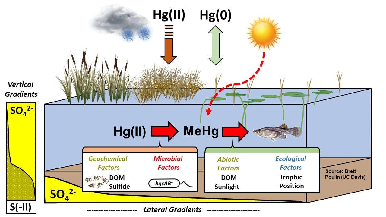 Schematic diagram of important processes 