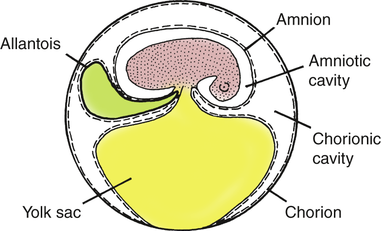 Amniotic egg