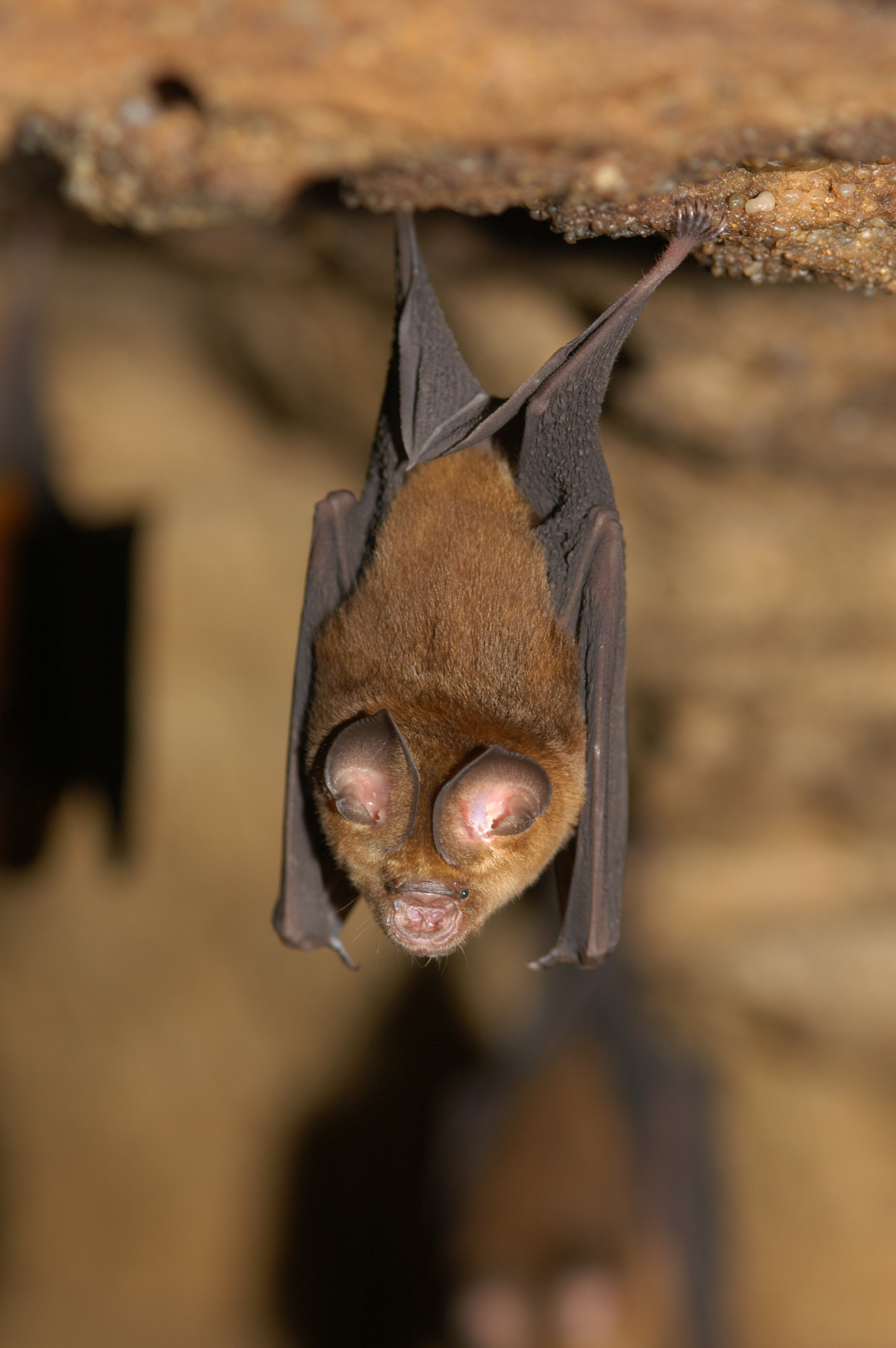 Figure 1. Photos of Ghanaian hipposiderids casually hanging from the ceiling of one of the cave sites. © Marco Tschapka
