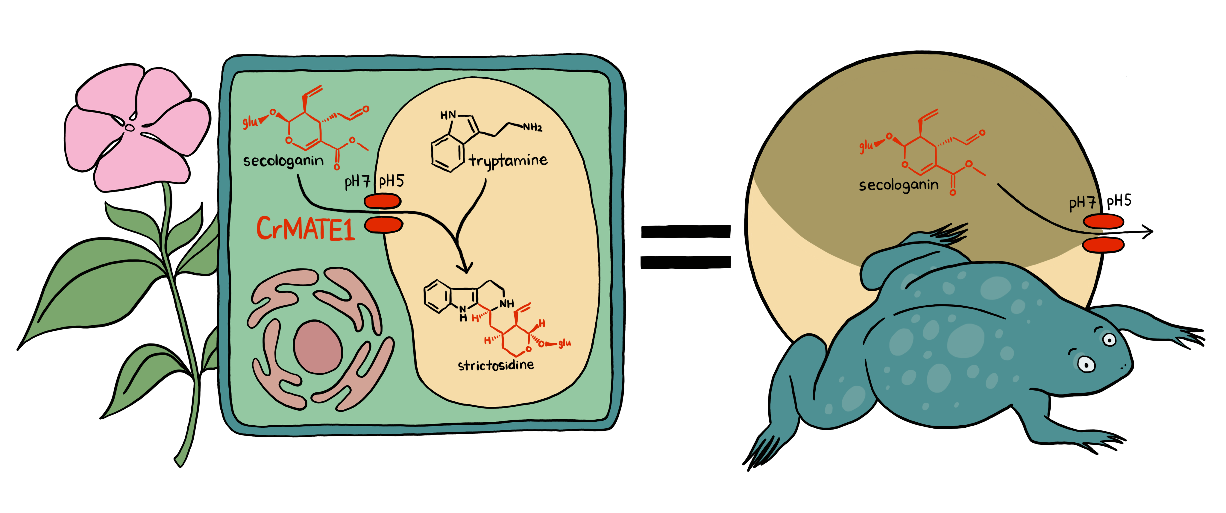 Image of a Catharanthus flower adjacent to a schematic description of a simplified plant cell, with the molecules secologanin and tryptamine condensing to form strictosidine; a depiction of Xenopus laevis and the oocyte as a proxy for vacuolar transport.