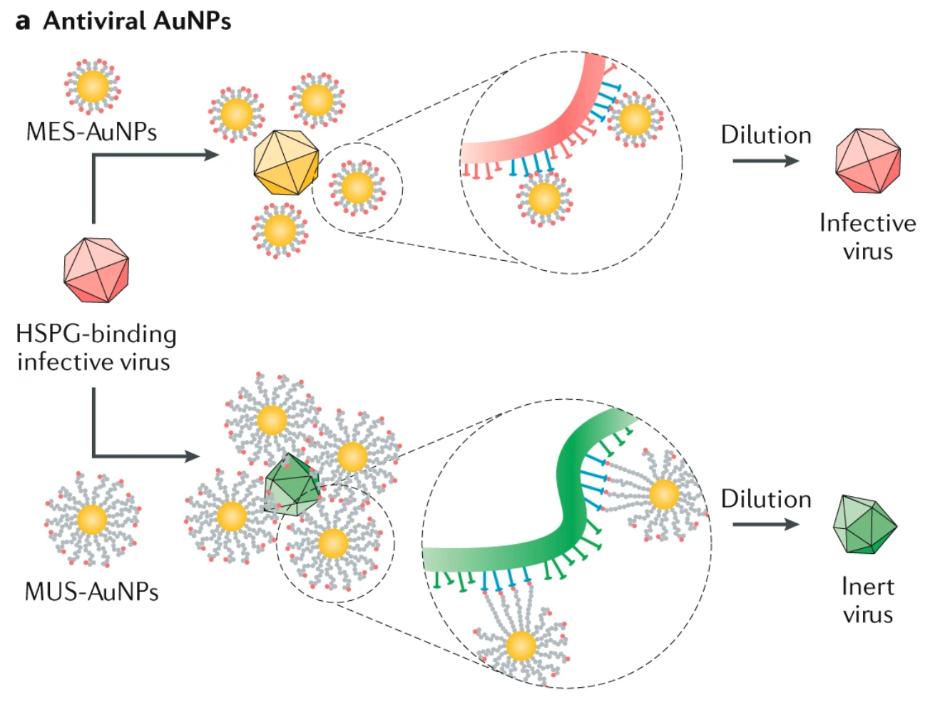 Fig. 4: Materials science in the treatment and vaccination of viral diseases.