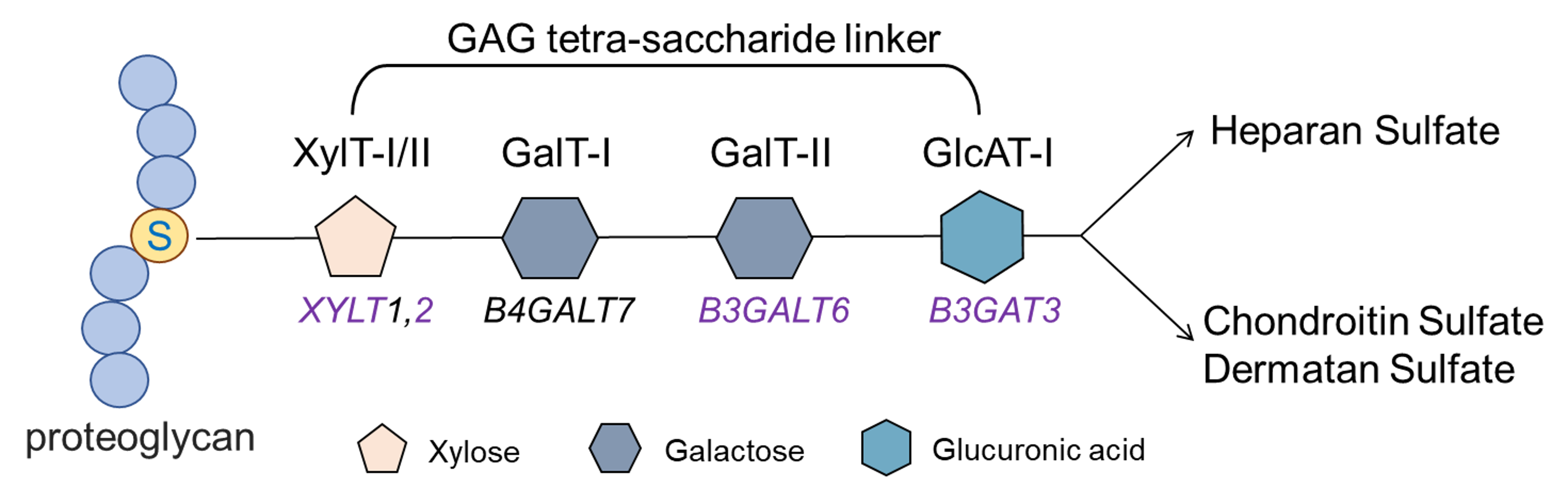 Diagram illustrating the enzymes that catalyze the biosynthesis of the tetra-saccharide linker present in all GAGs. The genes that encode the enzymes are denoted under the monosaccharide, and the ones in purple are those identified by the CRISPR screen.