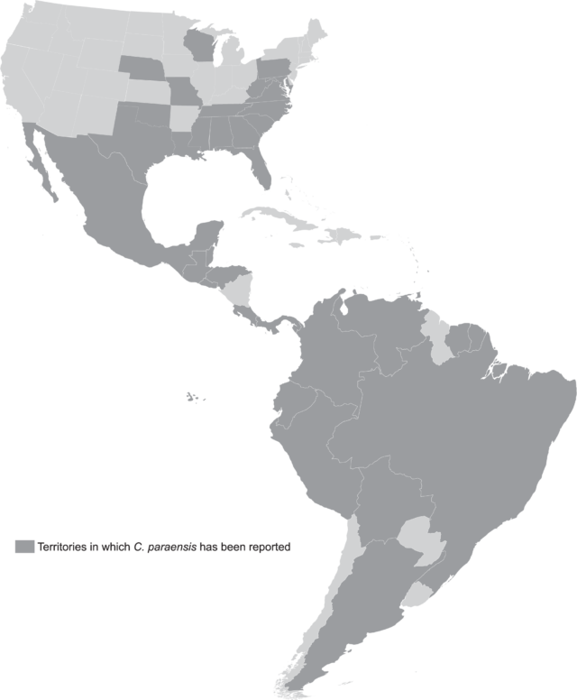   Map showing the wide distribution (dark grey) of Culicoides paraensis, believed to be the main vector of the Oropouche virus Files, M.A., Hansen, C.A., Herrera, V.C. et al. npj Vaccines 7, 38 (2022).