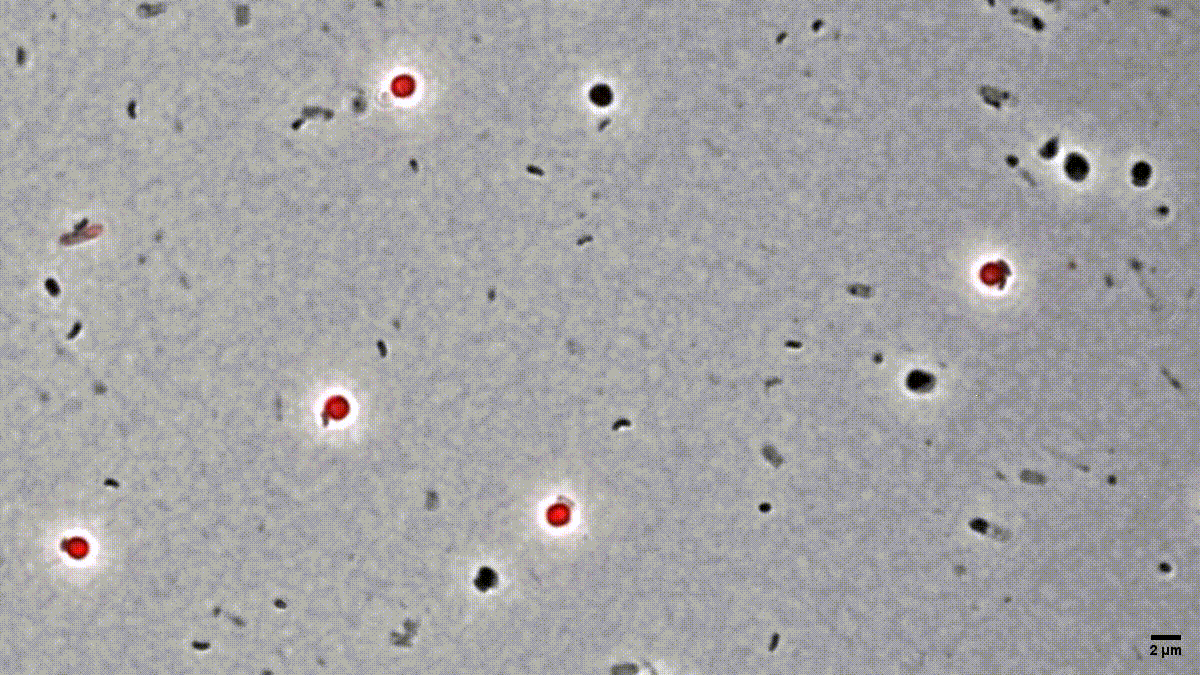 Movie recorded by D. Jankov, processed by S. Huwiler.