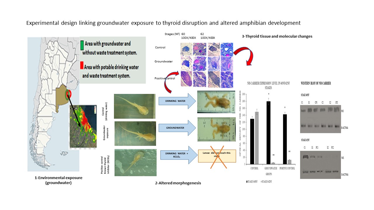 The model integrates environmental exposure, tissue-level changes, and organism-level outcomes.