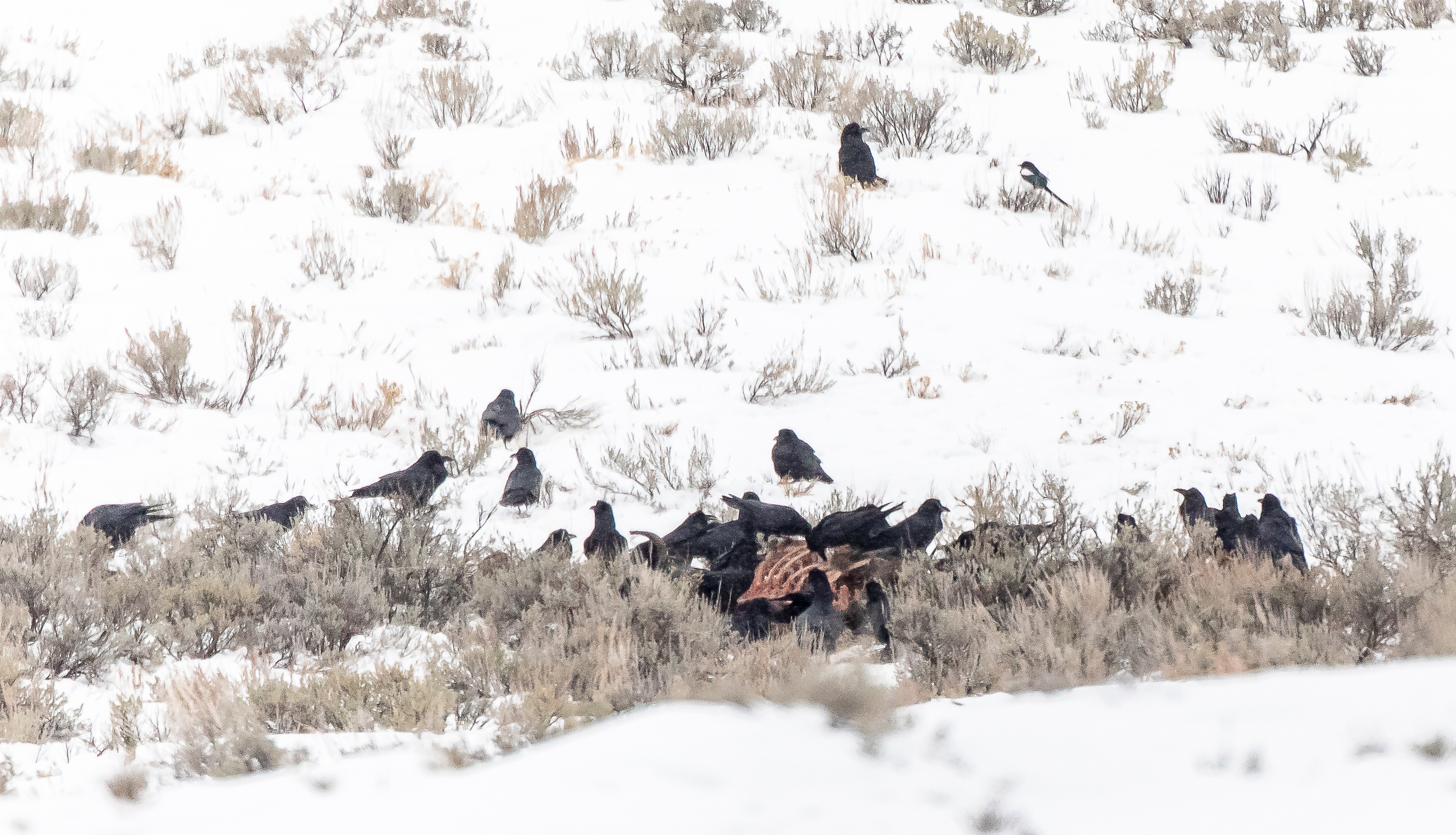 Carcass of a young bison attended by ravens, Yellowstone National Park, January 2022. Photograph courtesy of Mike Dunn (https://roadsendnaturalist.com/)