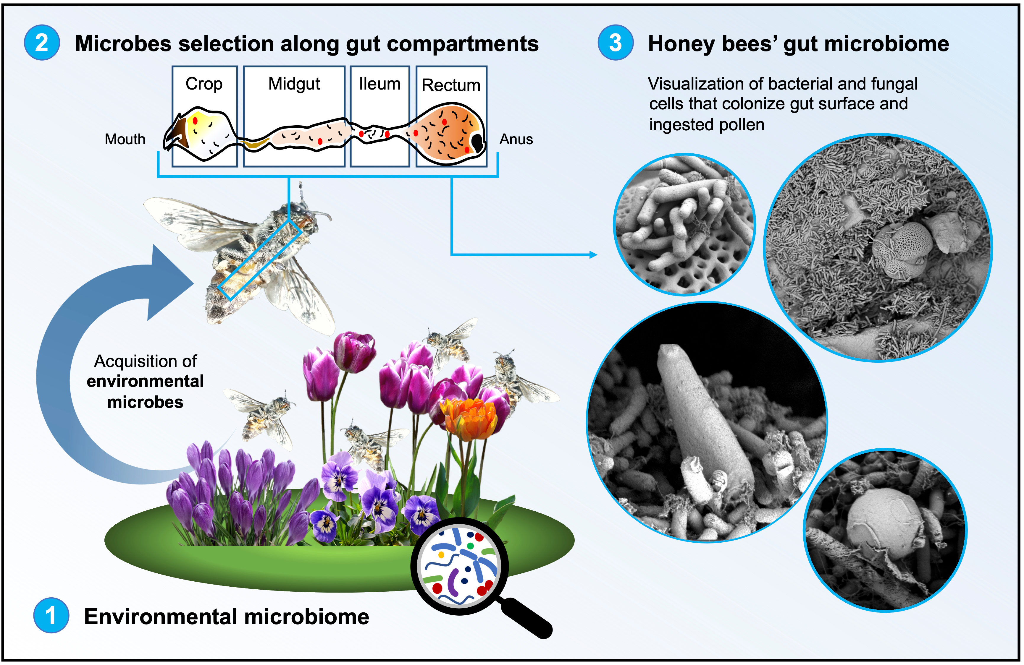 Environmental bacteria and fungi are compartmentalised along gut