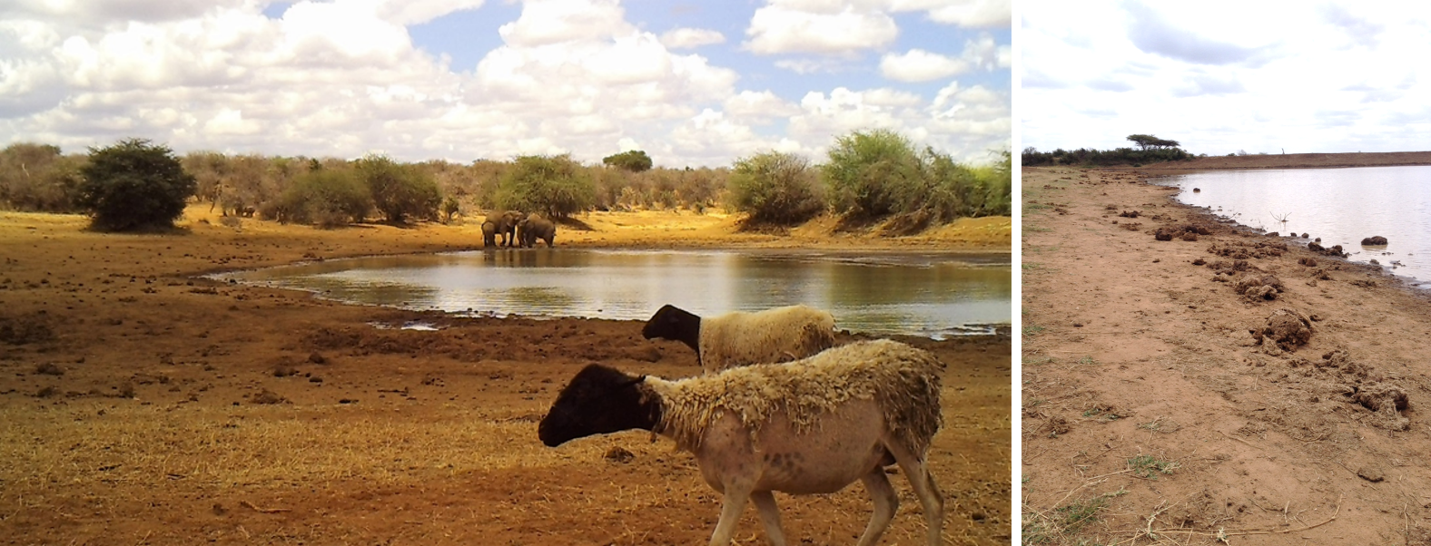 Herbivore dung is aggregated around water sources in a semi-arid savanna system.
