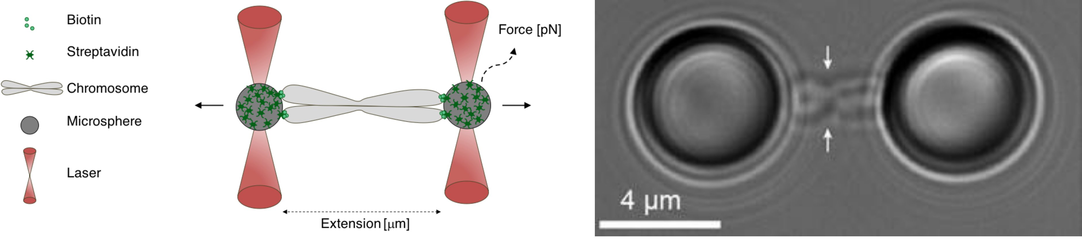 (left) Diagram of a chromosome bound to microspheres trapped in the laser of an optical tweezer. (right) Microscopy image of a chromosome trapped in an optical tweezer.