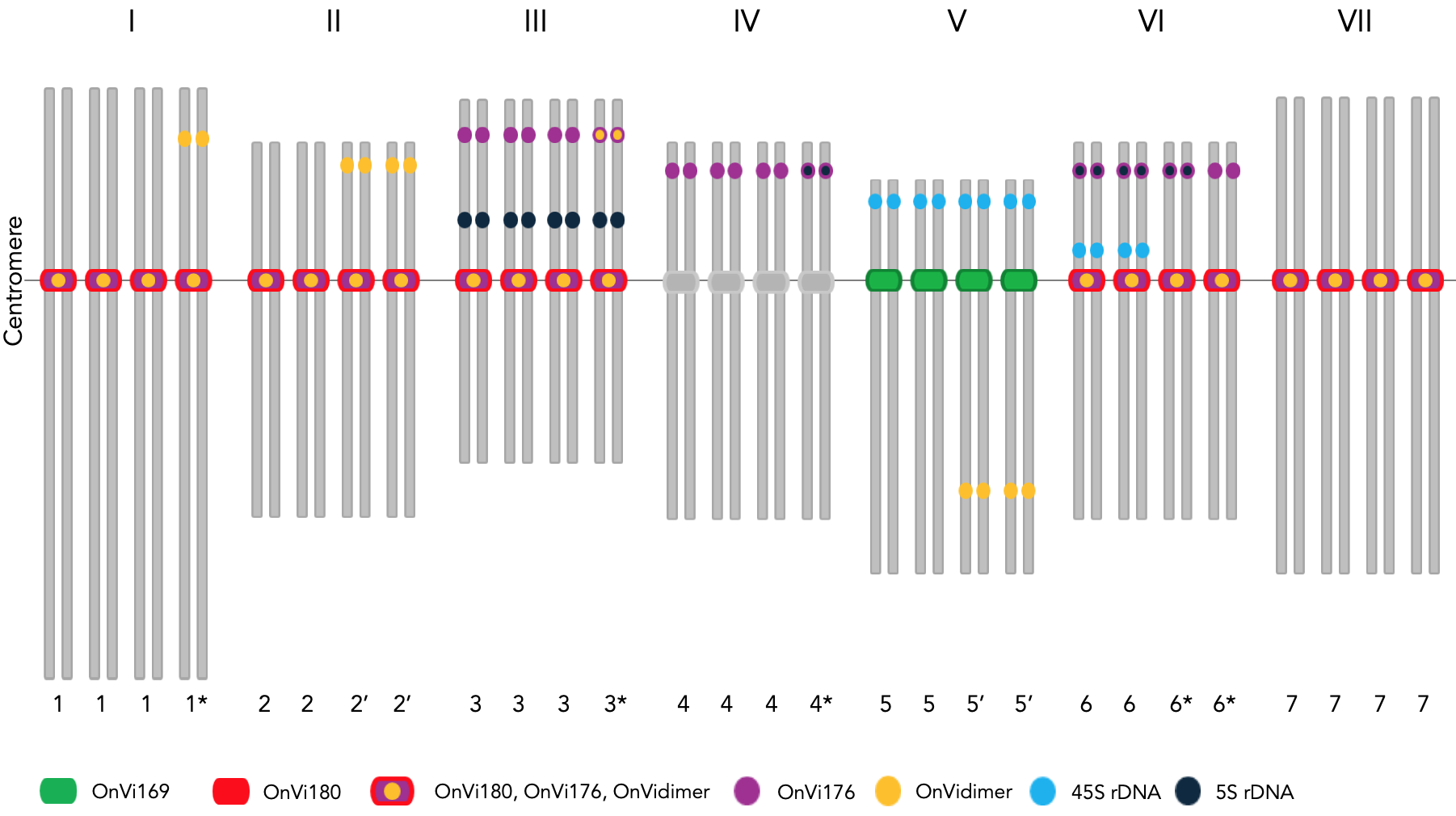 Figure 2. A summary ideogram for the distribution of repetitive DNA sequences in sainfoin (Onobrychis viciifolia, 2n = 4x = 28) based on chromosomal mapping by fluorescence in situ hybridization (FISH). See the details in the research article provided below