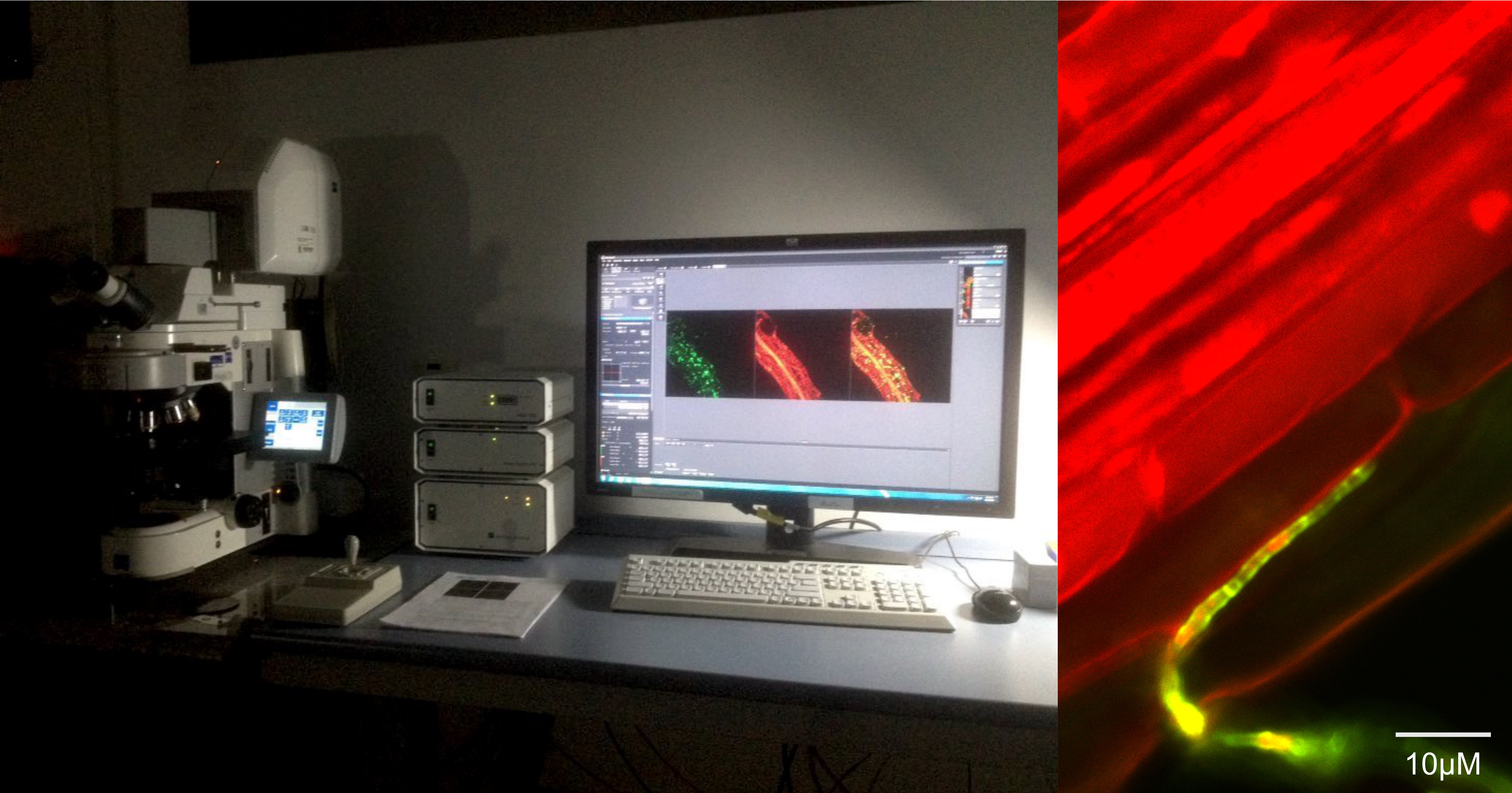 Confocal microscopy analysis of A. thaliana roots colonized by a fungus isolated from the plant mycobiome (Phaeosphaeria sp. 0046c) Root colonization analysis with a confocal microscope Zeiss LSM700