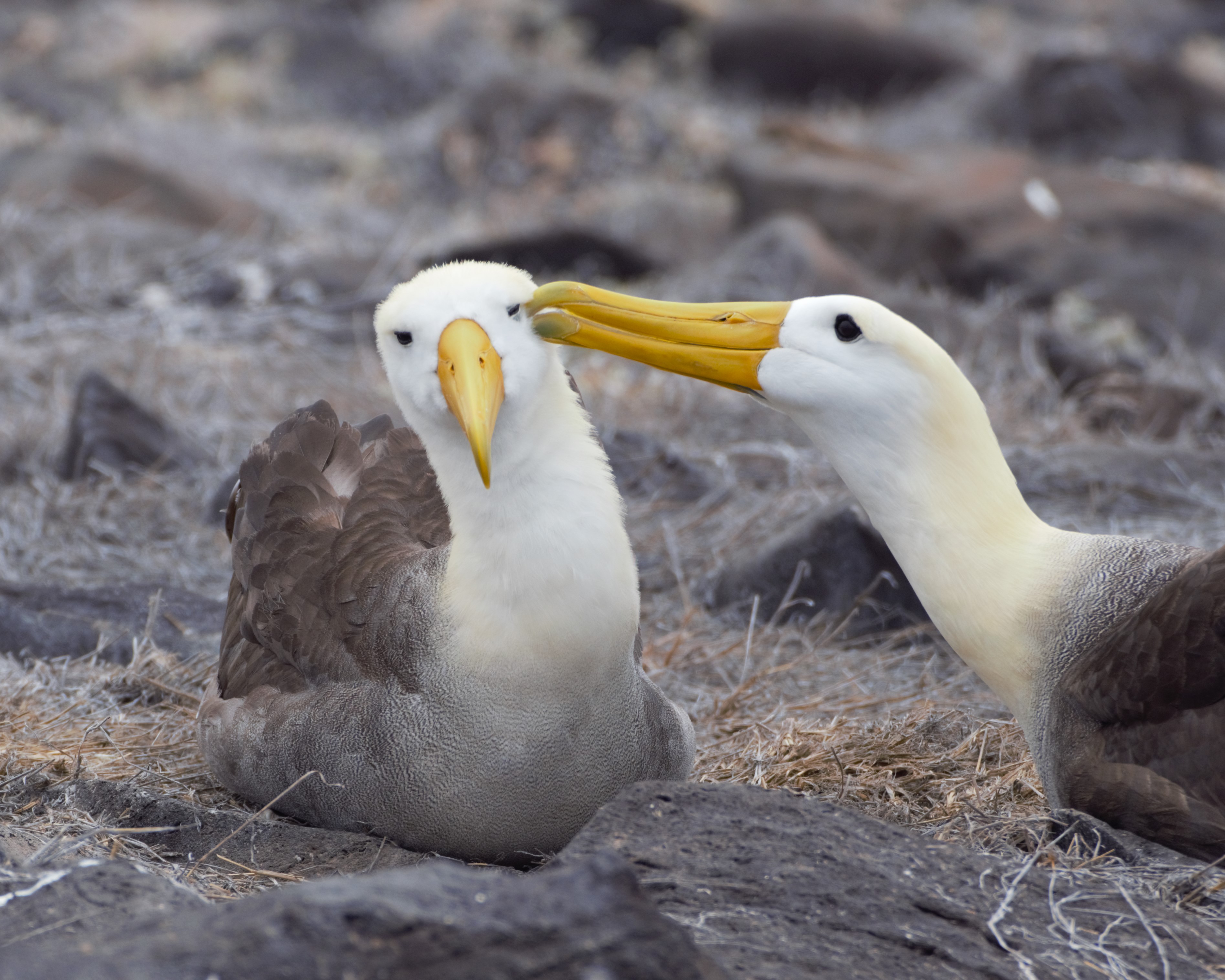 Two waved albatrosses preening