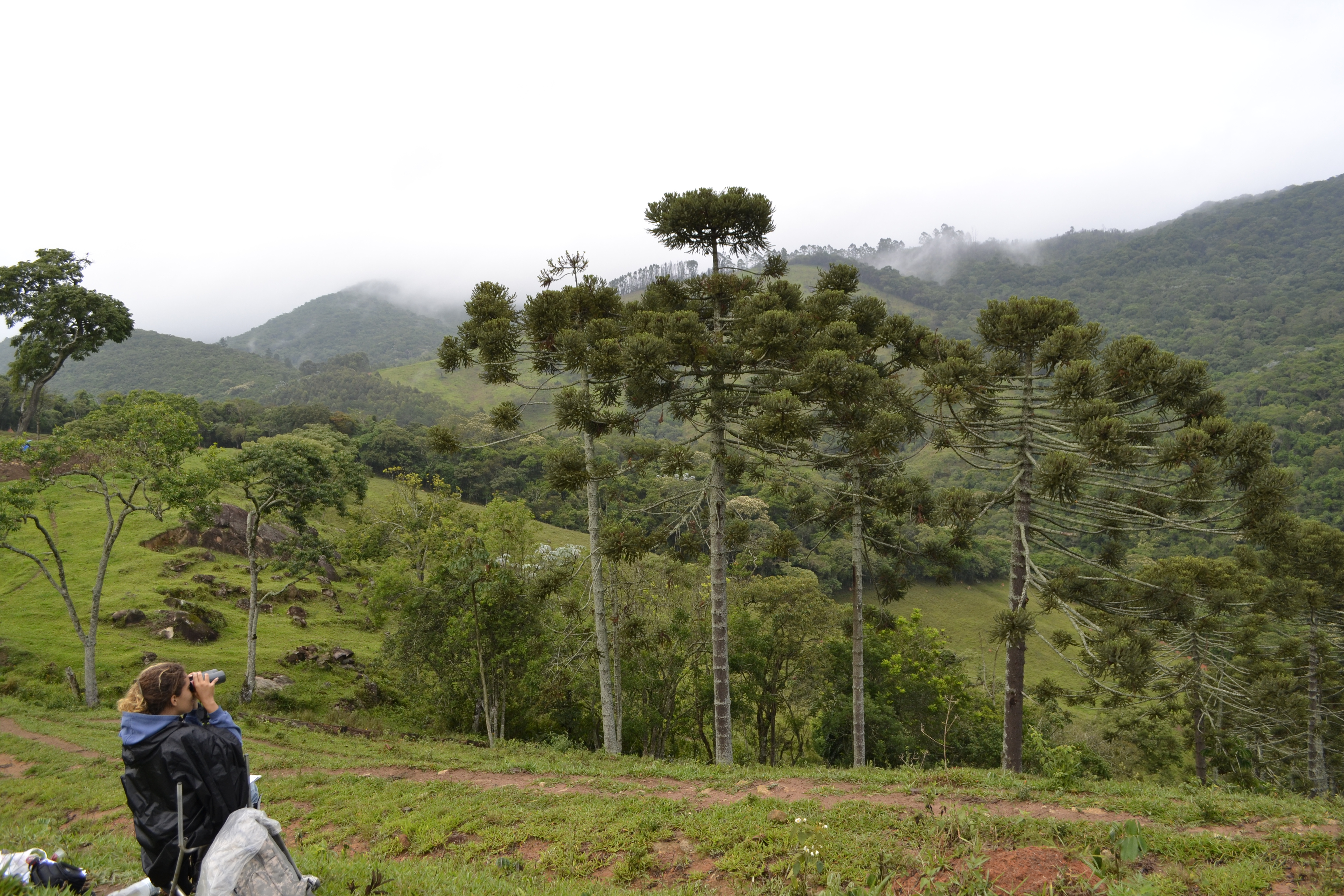  An ecologist monitors short-distance movements of birds in a fragmented landscape of the Brazilian Atlantic Forest.