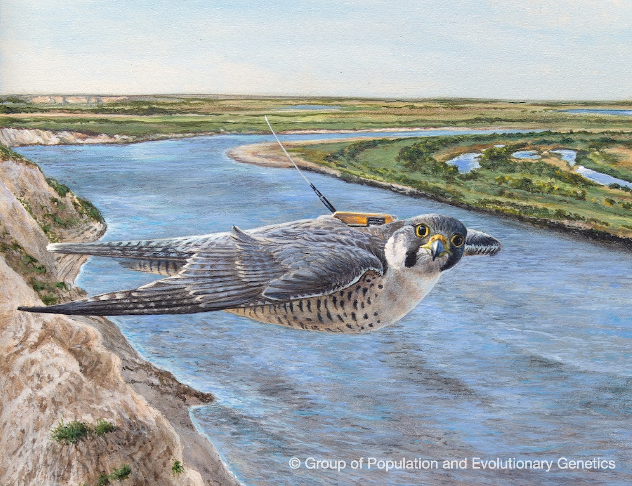 Picture 1. Flying peregrine falcon with a tag. (Credit: David. A. Scott)