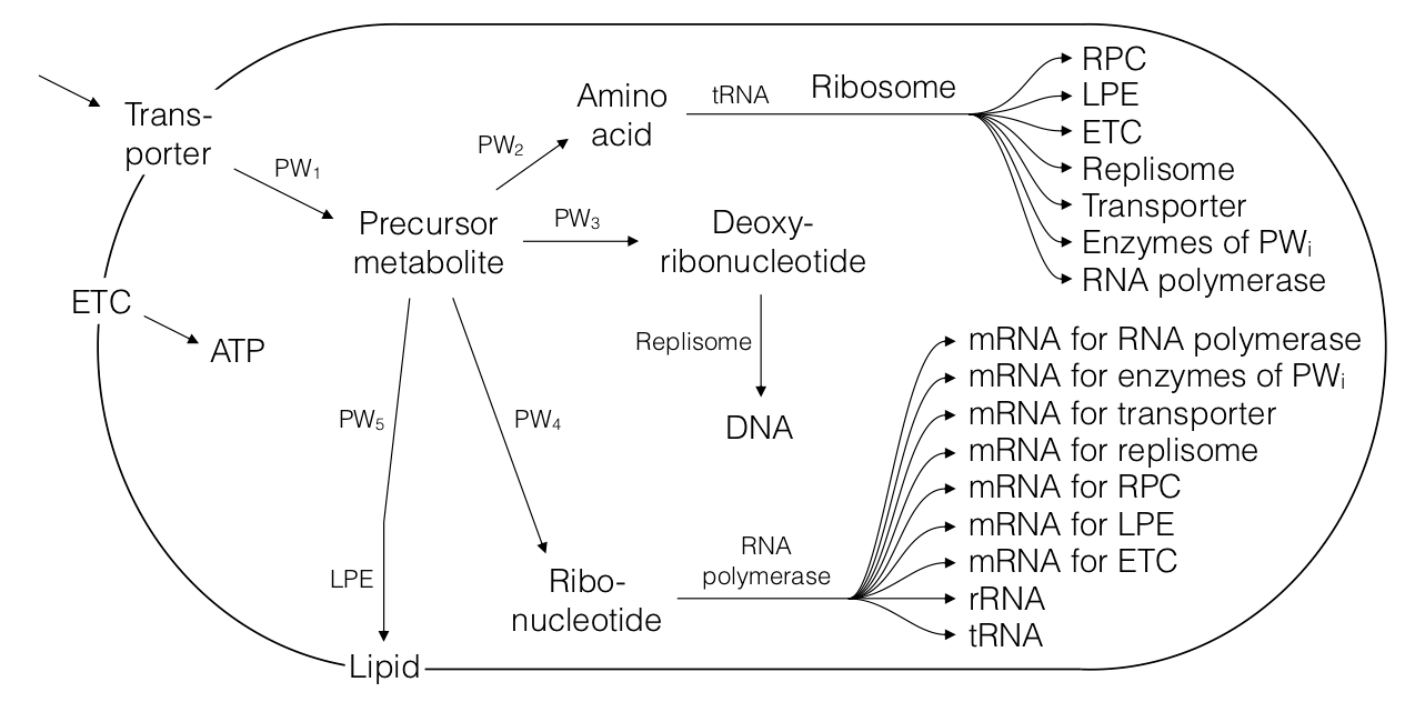 Scheme of a bacterial proto-cell with simplified metabolic network. An unspecified substrate is transported through membrane by membrane transporter and converted first to metabolic intermediates and then along various pathways to the main cell components: DNA, RNA, proteins, membrane lipids. Energy is synthesized by electron transport chain complex on the membrane.