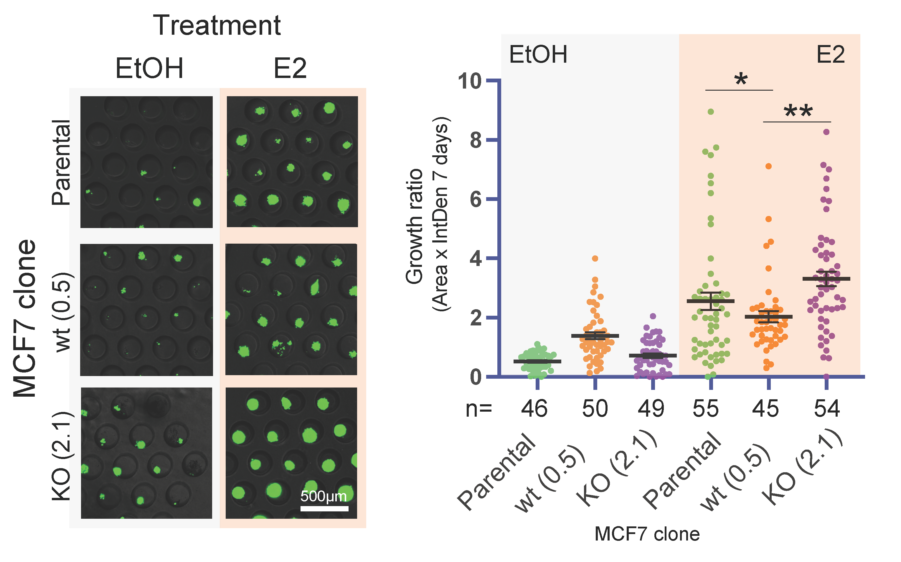 MCF7 growth in estrogen MCF7 growth in estrogen