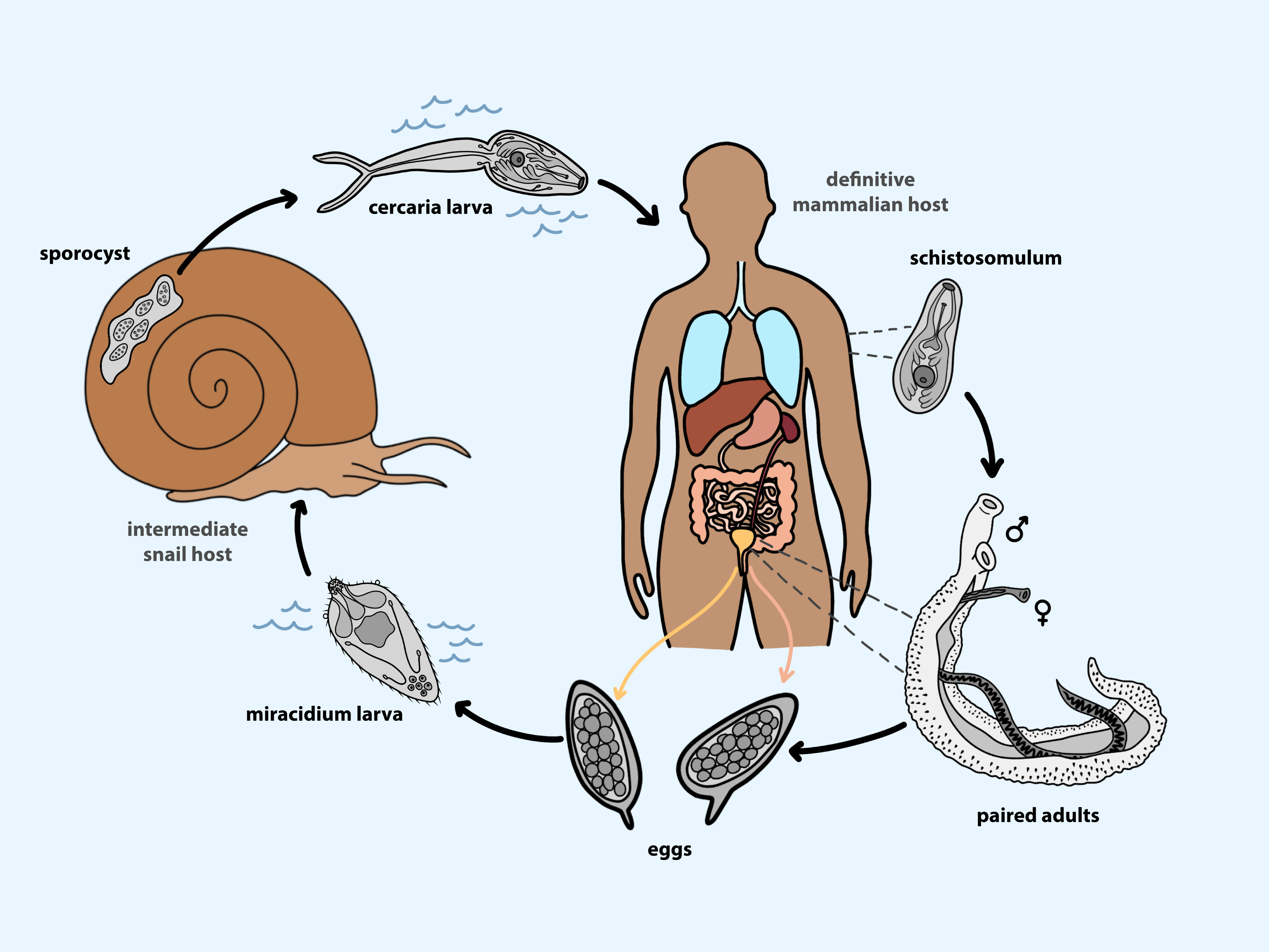 Bir salyangozun hızında çözümler