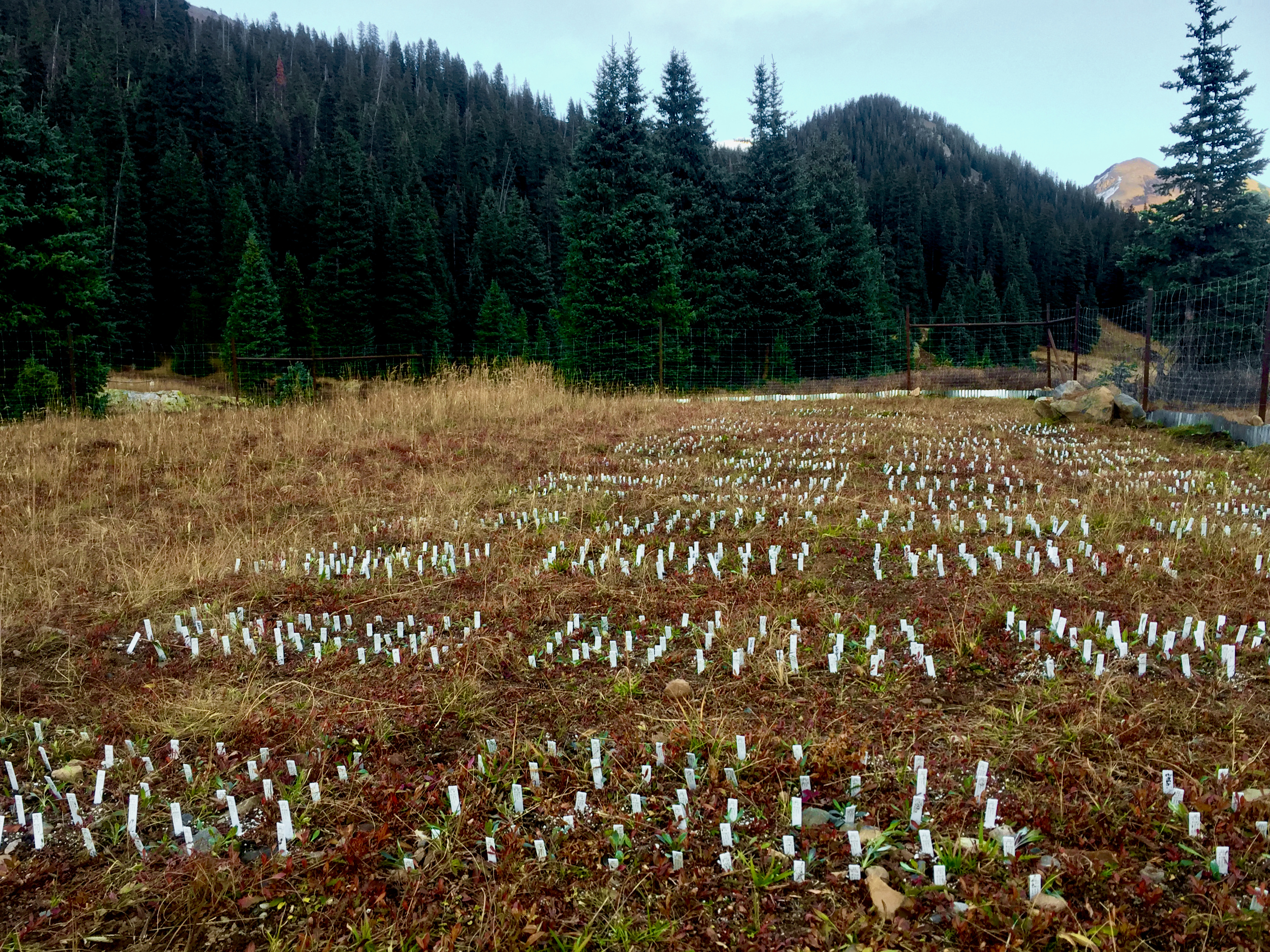 Common garden experiment