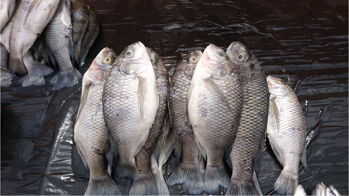 Chambo, large tilapia species native to Lake Malawi
