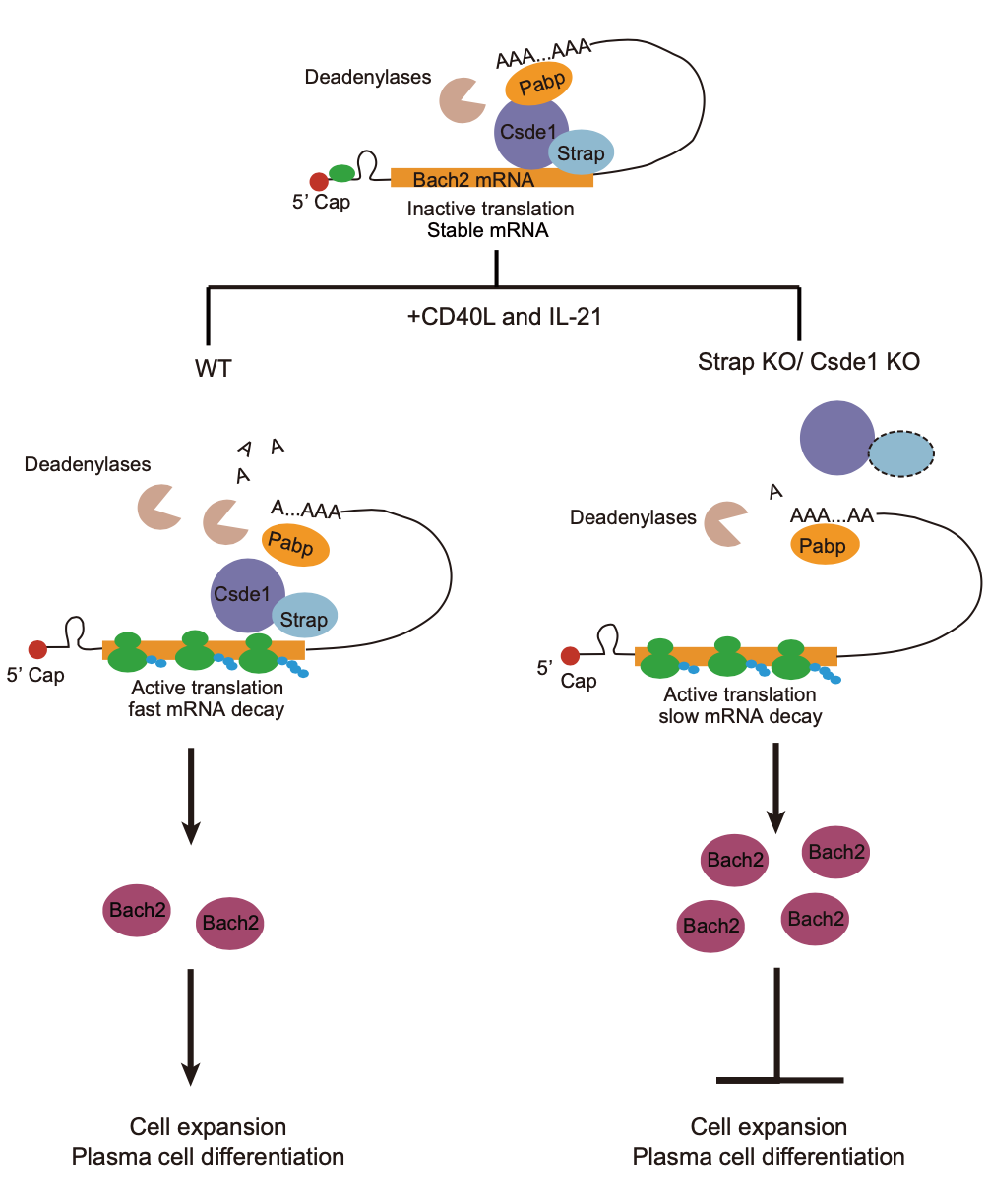 A graphical abstract of Csde1-Strap complex regulatory mechanism