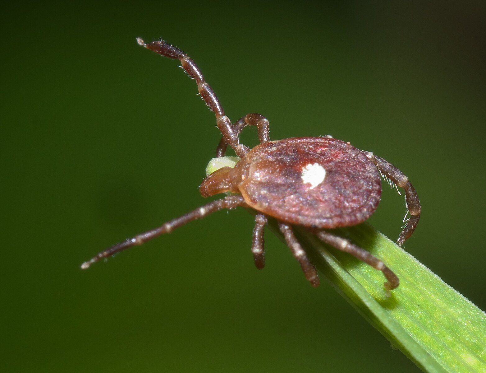 Amblyomma americanum, the lone star tick
