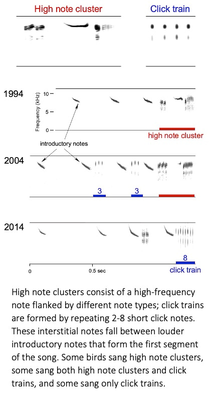 High note clusters and click trains