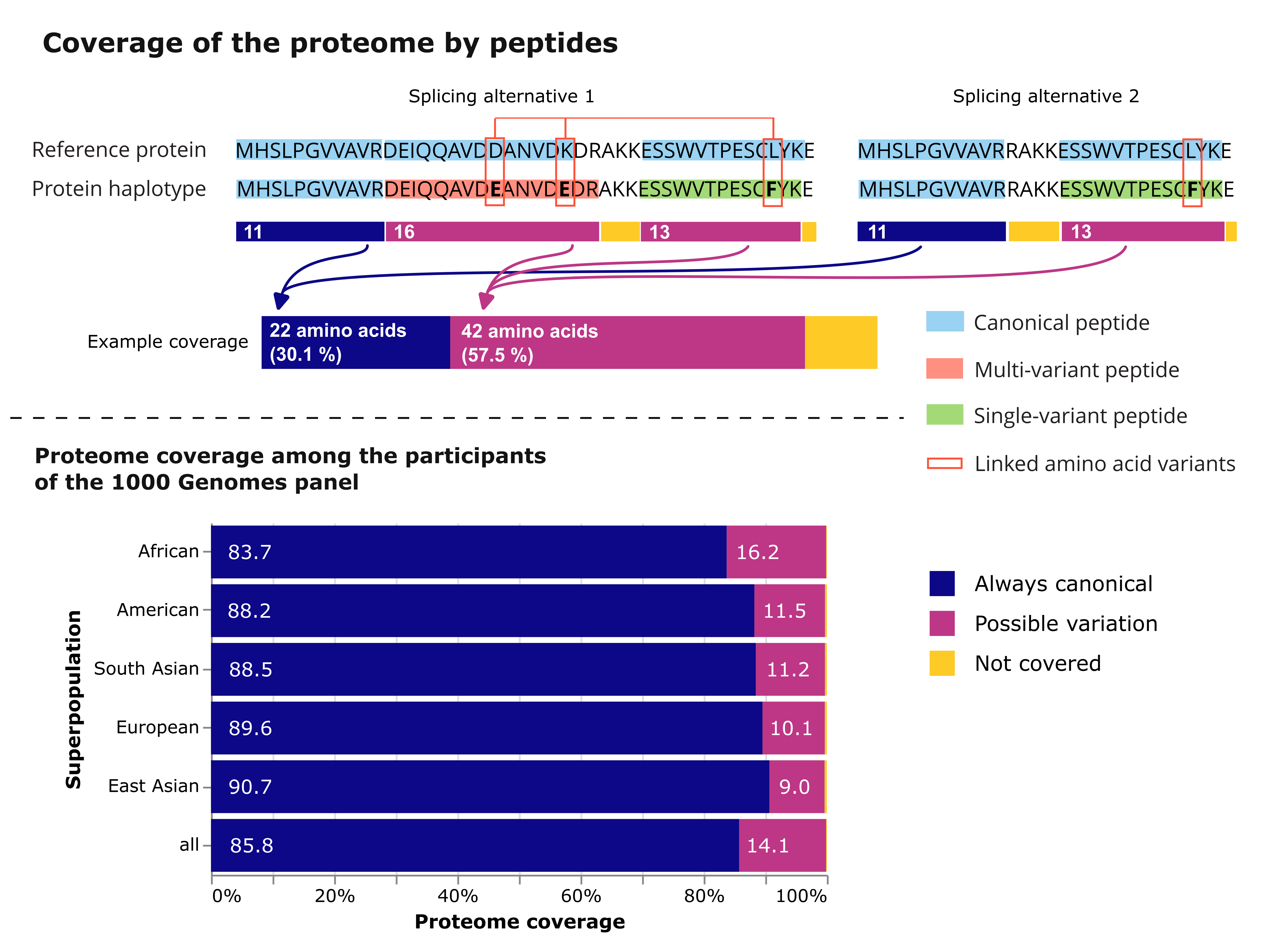 Coverage of the proteome by variant peptides Aligning the canonical and variant peptide sequences with the reference proteins as per Ensembl reveals that for each of the five superpopulation included in the 1000 Genomes, over 9% of amino acids in the proteome can be mapped to a variant peptide. For the African superpopulation, this is as high as 16% of all amino acids mapping to variant peptides.