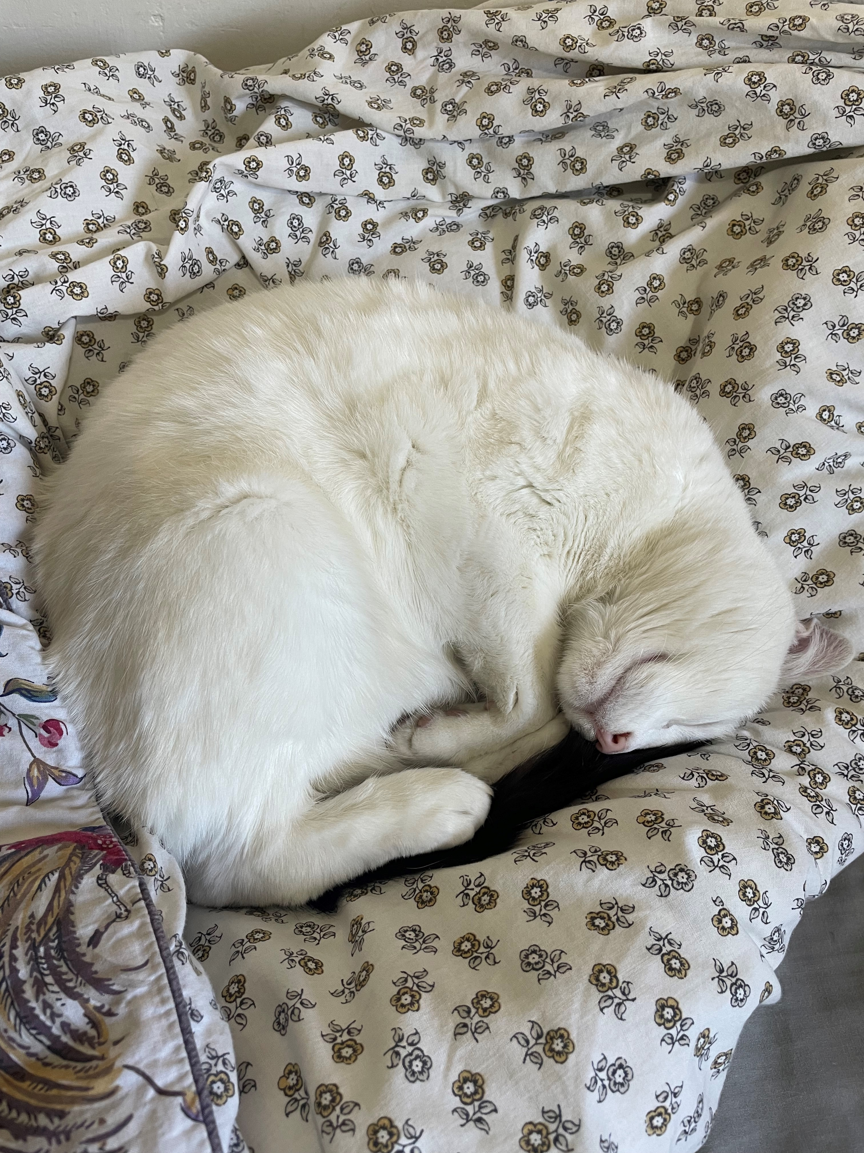 A slumbering Koko the cat A slumbering Koko the cat