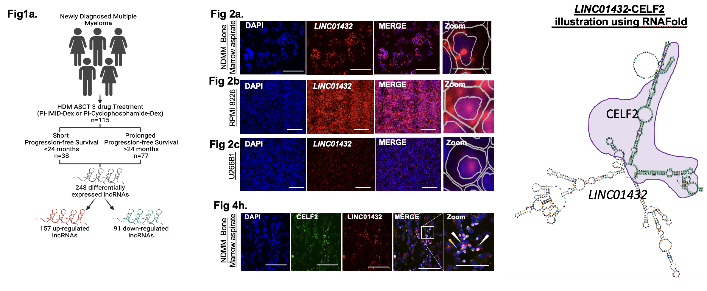 Summary of LINC01432-CELF2 discovery