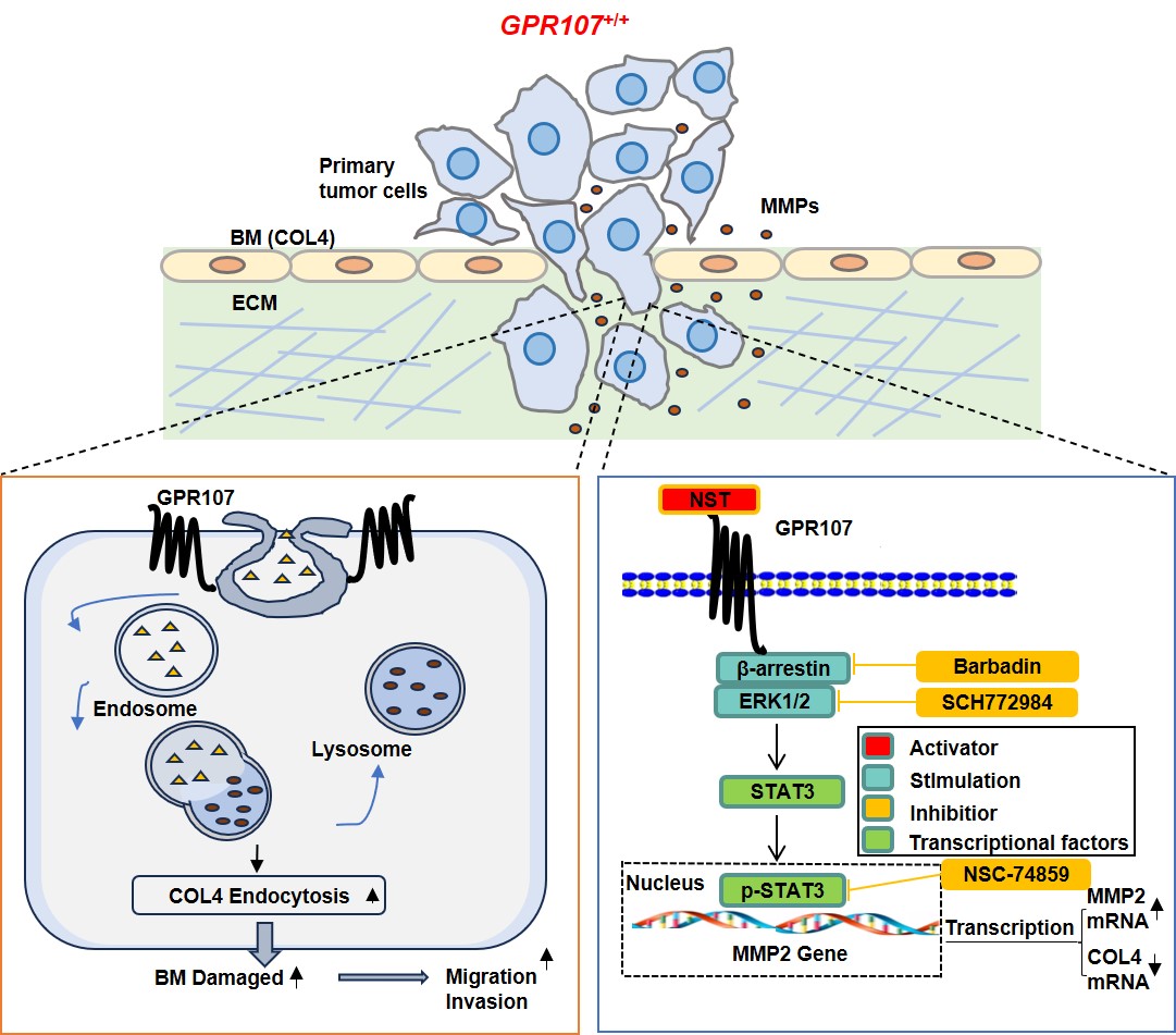 Yetim Reseptörden Metastatik Katalizöre: GPR107'nin Meme Kanseri İlerlemesindeki Rolünün Ortaya Çıkarılması