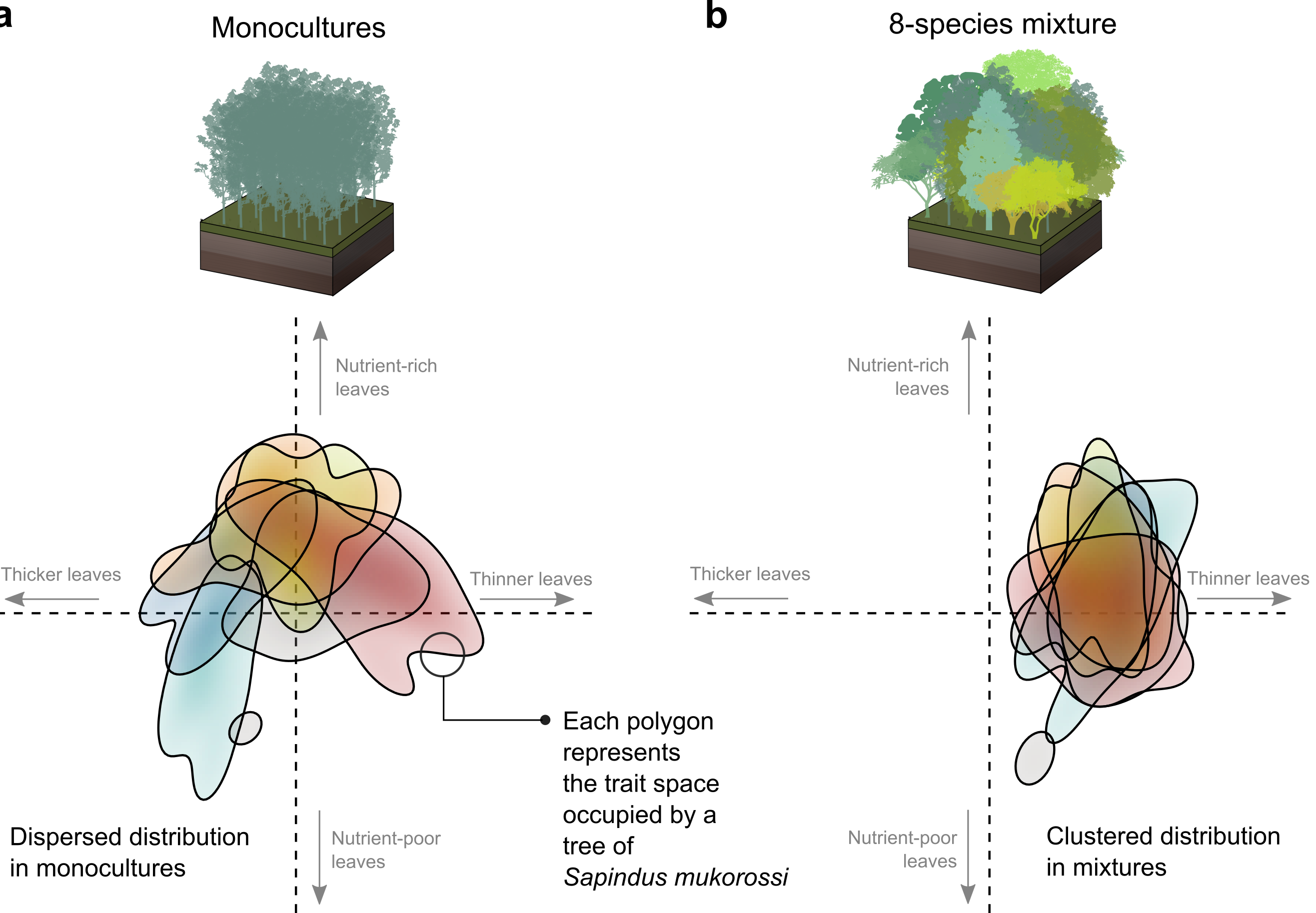 Example of changes in the organization of the trait space between monocultures and mixtures in Sapindus mukorossi, one of the tree species sampled for the study
