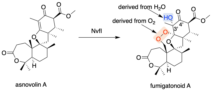 The reaction of NvfI