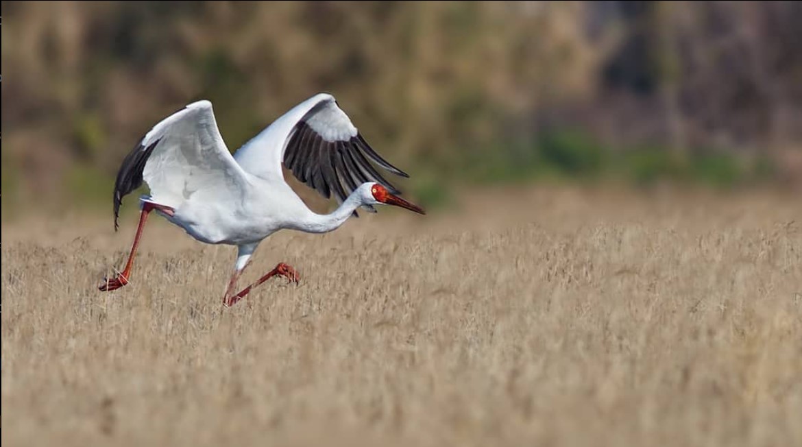 Siberian Crane