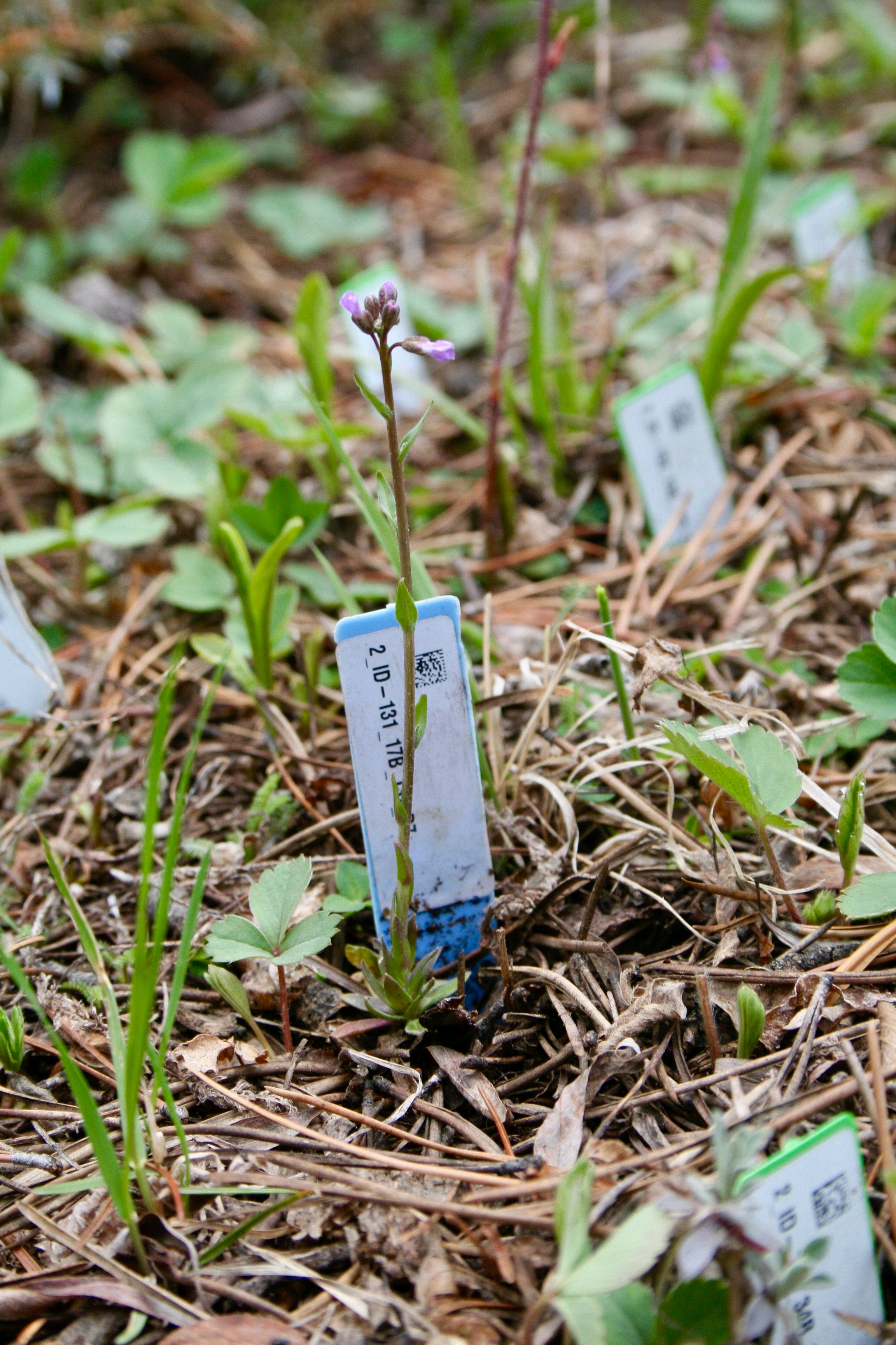 A Boechera stricta transplant