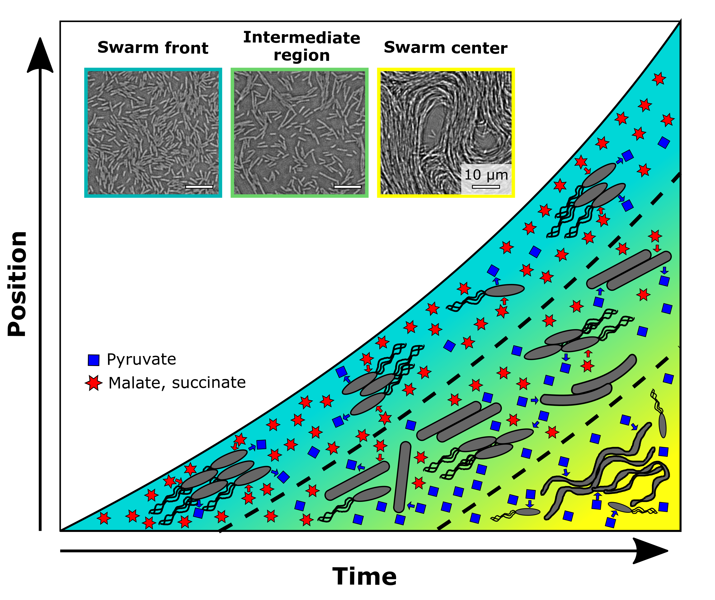 Image showing a 2-dimensional representation of swarm development. The x-axis represents time, the y-axis is the distance to the swarm center. The swarm itself appears as a triangular shape in this diagram due to its continuous expansion. A gradual color change from yellow to blue originating from the late core of the swarm (maximal x, minimal y) towards the swarm front (maximal y for each timepoint) indicates gradual changes of gene expression. Three locations are separated by a dashed line: The swarm front, an intermediate region, and the swarm center. For each of them, a representative microscopy image is shown at the top. Within the swarm, three different cell types are sketched in those locations. Short cells with flagella, which are present mainly at the swarm front, long, non-motile cells without flagella present in the intermediate regions, and long chains of cells present only in the swarm center. Blue squares and red stars indicate the presence of the metabolites pyruvate and malate+succinate, respectively. Their abundance changes gradually, with malate and succinate being most abundant at the swarm front and not present at all in the swarm center, while pyruvate is most abundant in the swarm center and present at low concentrations at the swarm front. Arrows indicate consumption of malate or succinate and secretion of pyruvate at the swarm front and consumption of pyruvate in the swarm center.