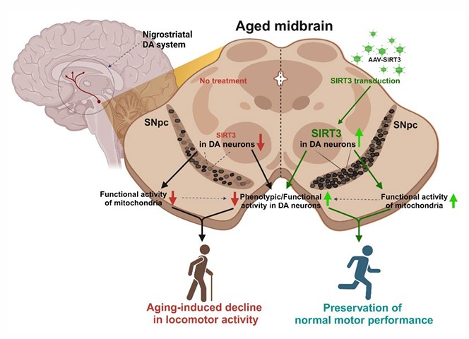 SIRT3 downregulation due to aging contributes to motor deficits and the functional loss of nigral DA neurons. However, sustained induction of SIRT3 through AAV-SIRT3 administration preserves mitochondrial activity in nigral DA neurons and improves motor performance, along with the preservation of skeletal muscles associated with the nigrostriatal DA system during aging. These observations suggest that consistent induction of key molecules that promote mitochondrial activity, such as SIRT3 upregulation in nigral DA neurons, may help maintain phenotypic and functional integrity of the nigrostriatal DA system and support normal motor performance during aging.