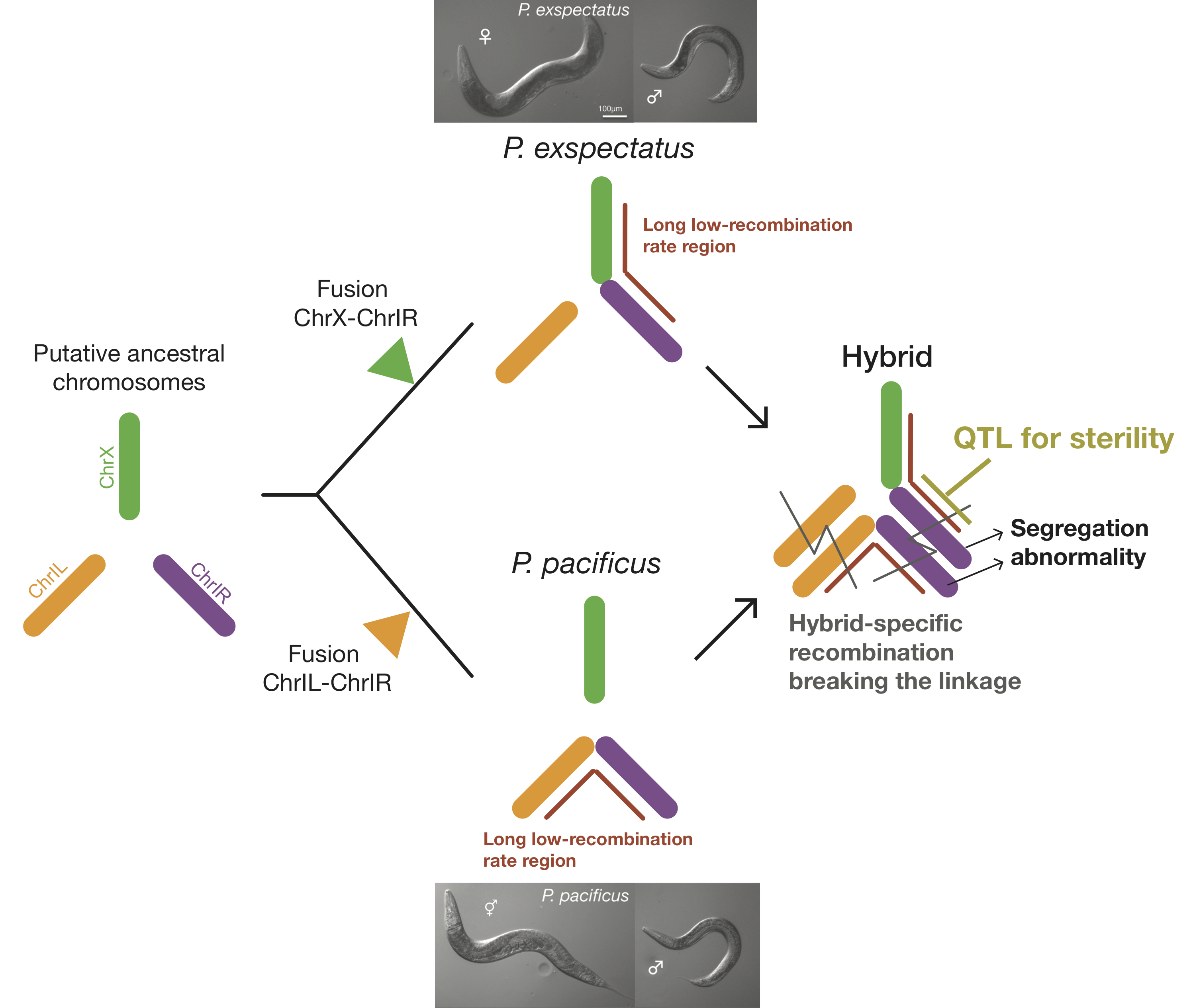 Summary of the paper