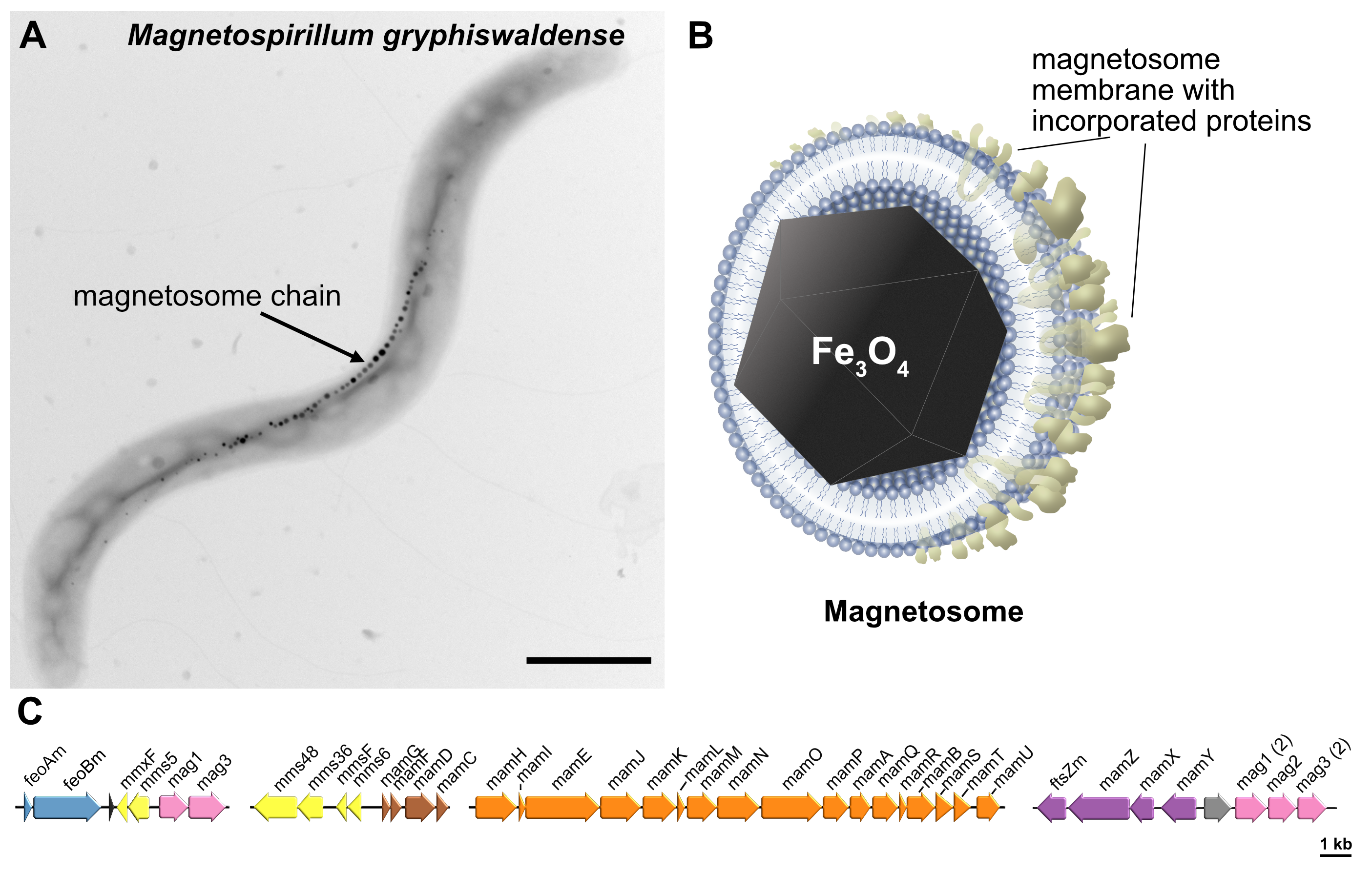 Magnetosomes of magnetotactic bacteria: sophisticated magnetic organelles and promising nanomaterial. 