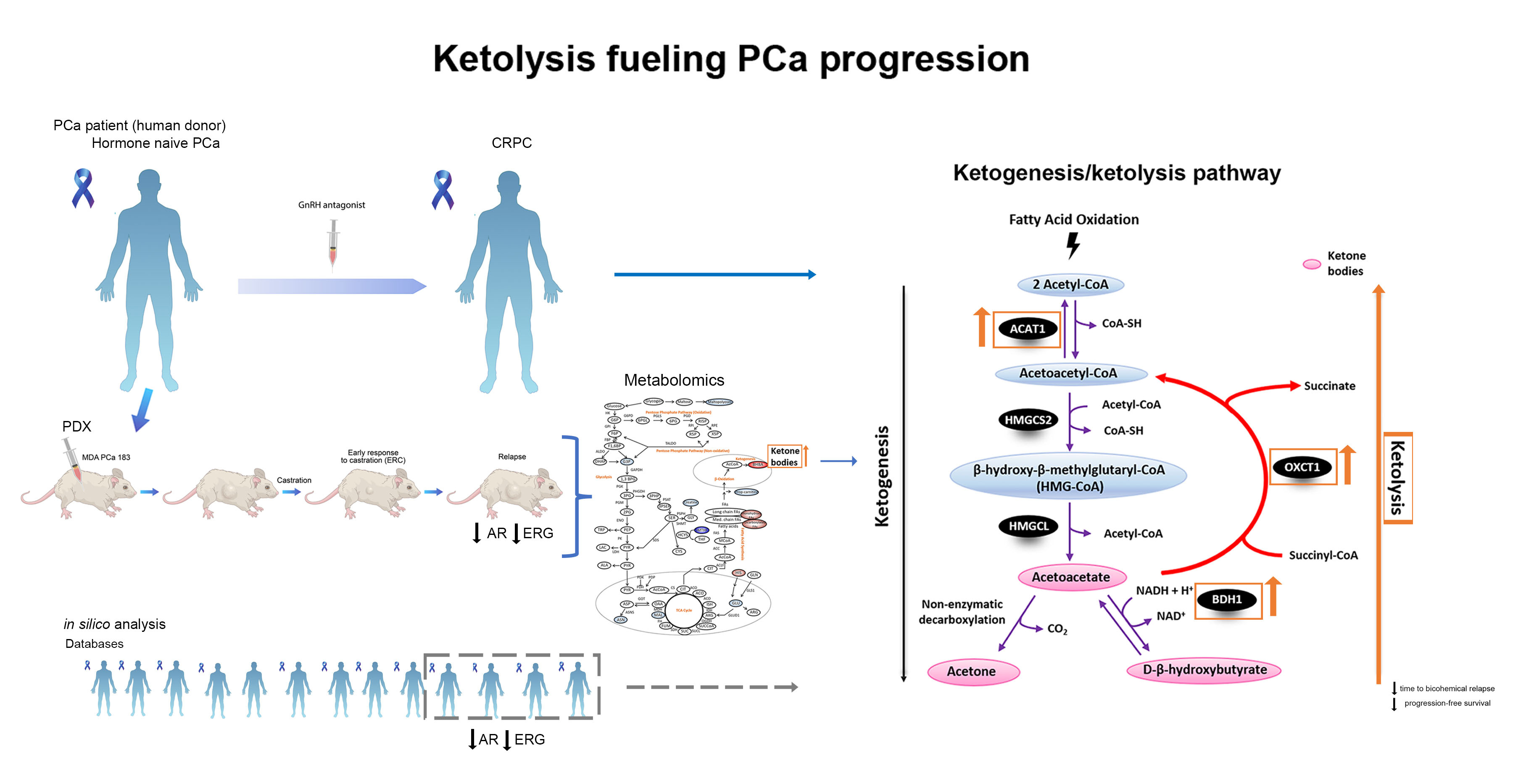 Schematic representation of our working model depicting metabolic changes associated with prostate cancer (PCa) progression