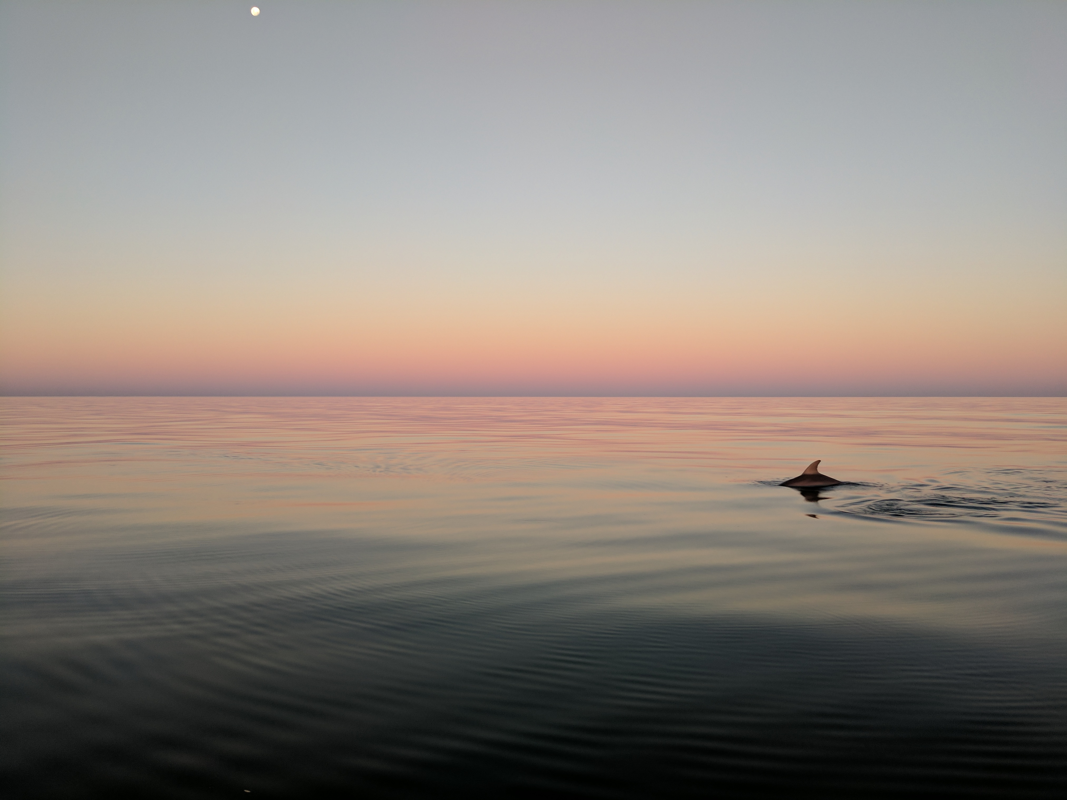 SBDRP dolphin at sunset