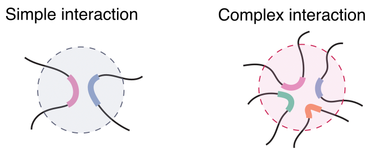 On the left, two fragments of DNA contact each other in a "simple" interaction. On the right, four fragments of DNA contact one another in a "complex" interaction