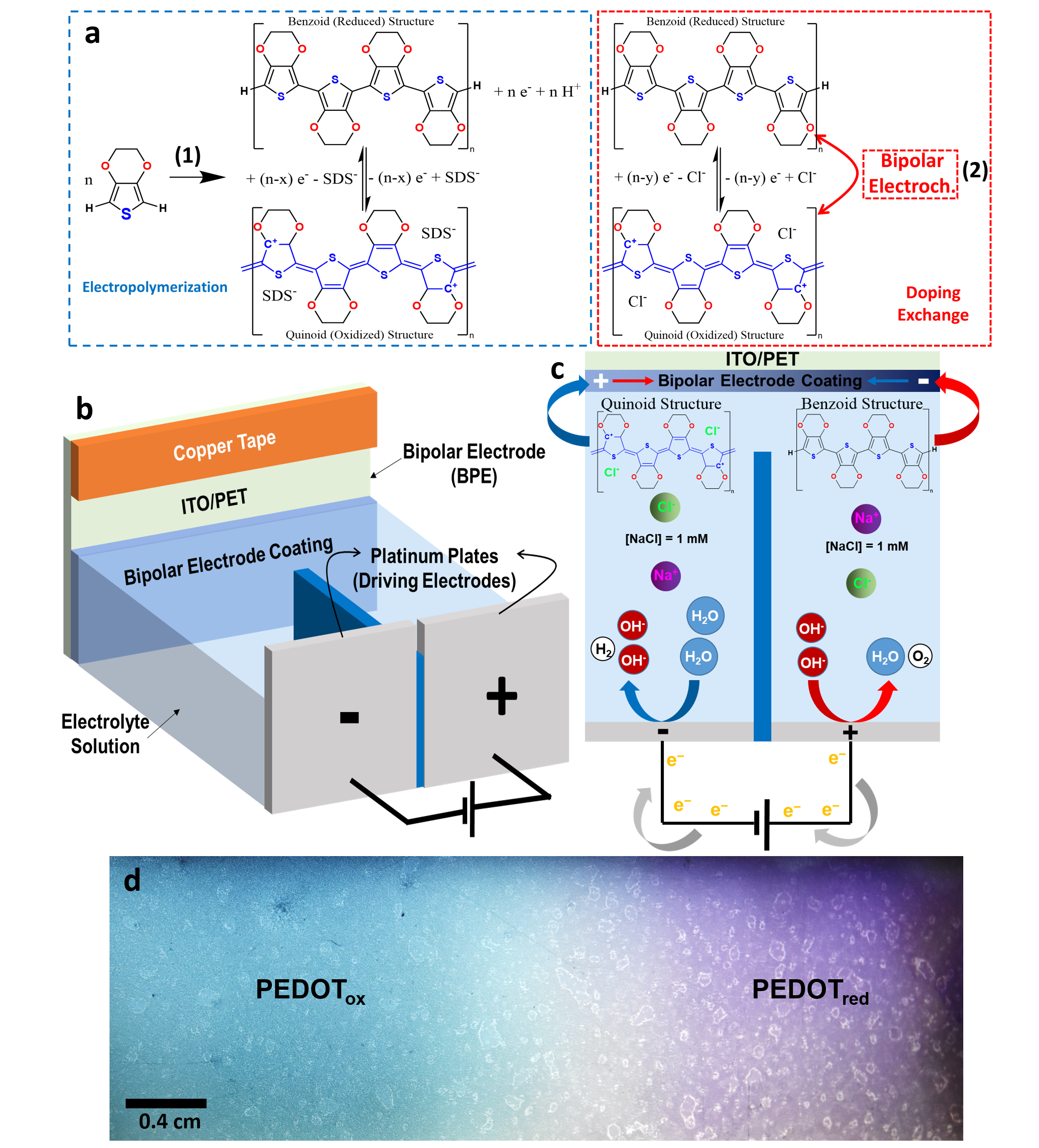  a Chemical  reactions involving the electropolymerization of EDOT (blue dashed square),  resulting in a mixture of neutral PEDOT (benzoid structure) and oxidized PEDOT  (quinoid structure, depicted in blue). The redox equilibrium can be controlled via  bipolar (wireless) electrochemistry (red dashed square). b Schematic representation  of the bipolar electrochemical cell, where the PEDOT film electrodeposited on a  f  lexible ITO/PET substrate serves as the BPE. c Top-view schematic representation  of the bipolar electrochemical cell: water hydrolysis reactions at the driving elec trodes are depicted on each side, while the redox reaction of PEDOT occurs at the  BPE. d Image of the PEDOT film after the bipolar activation: oxidized PEDOT on  the left and reduced PEDOT on the right.